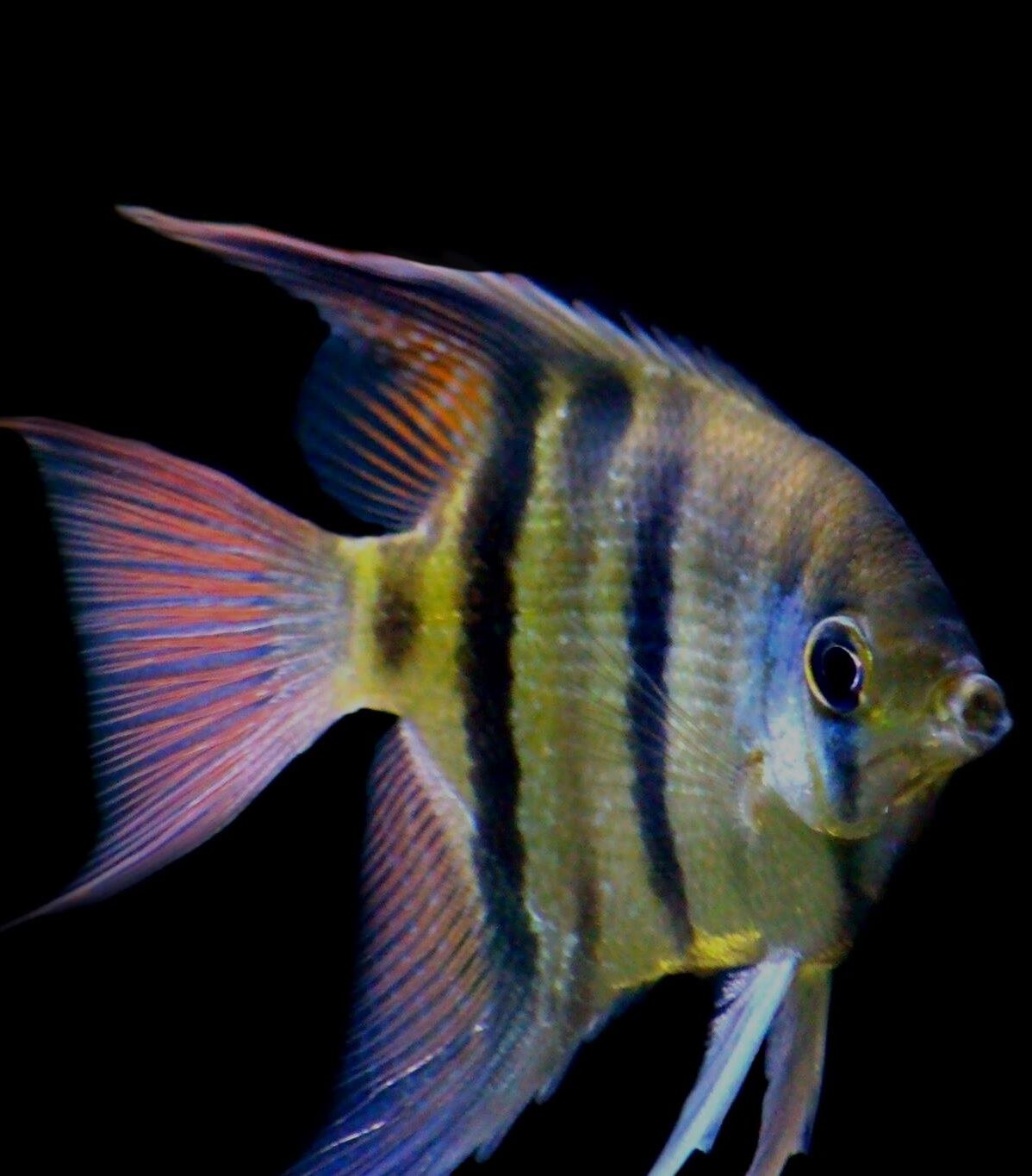 Pterophyllum leopoldi - Leopolds Skalar – Bild 2