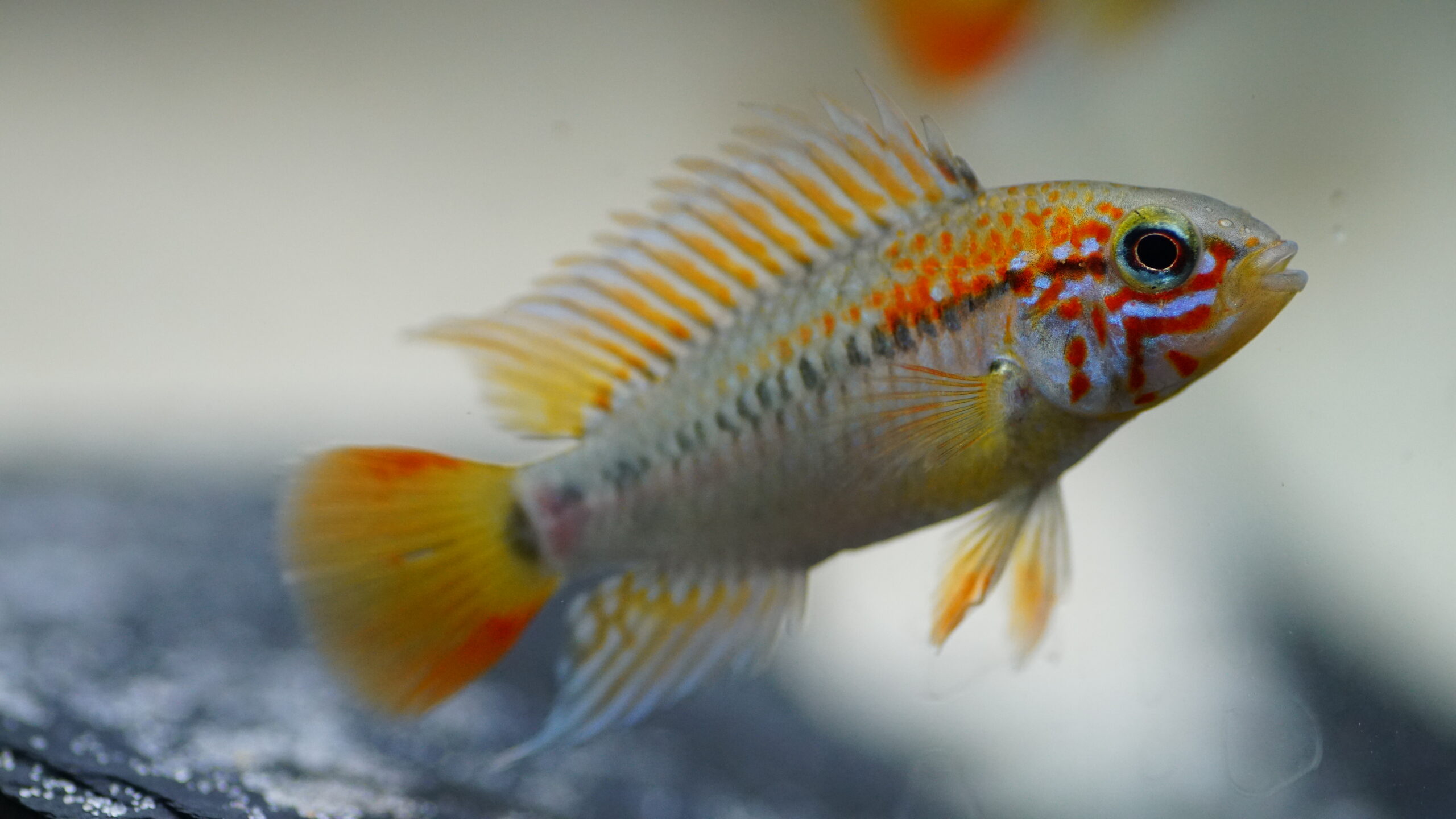 Apistogramma viejita - Schwarzkehl-Zwergbuntbarsch