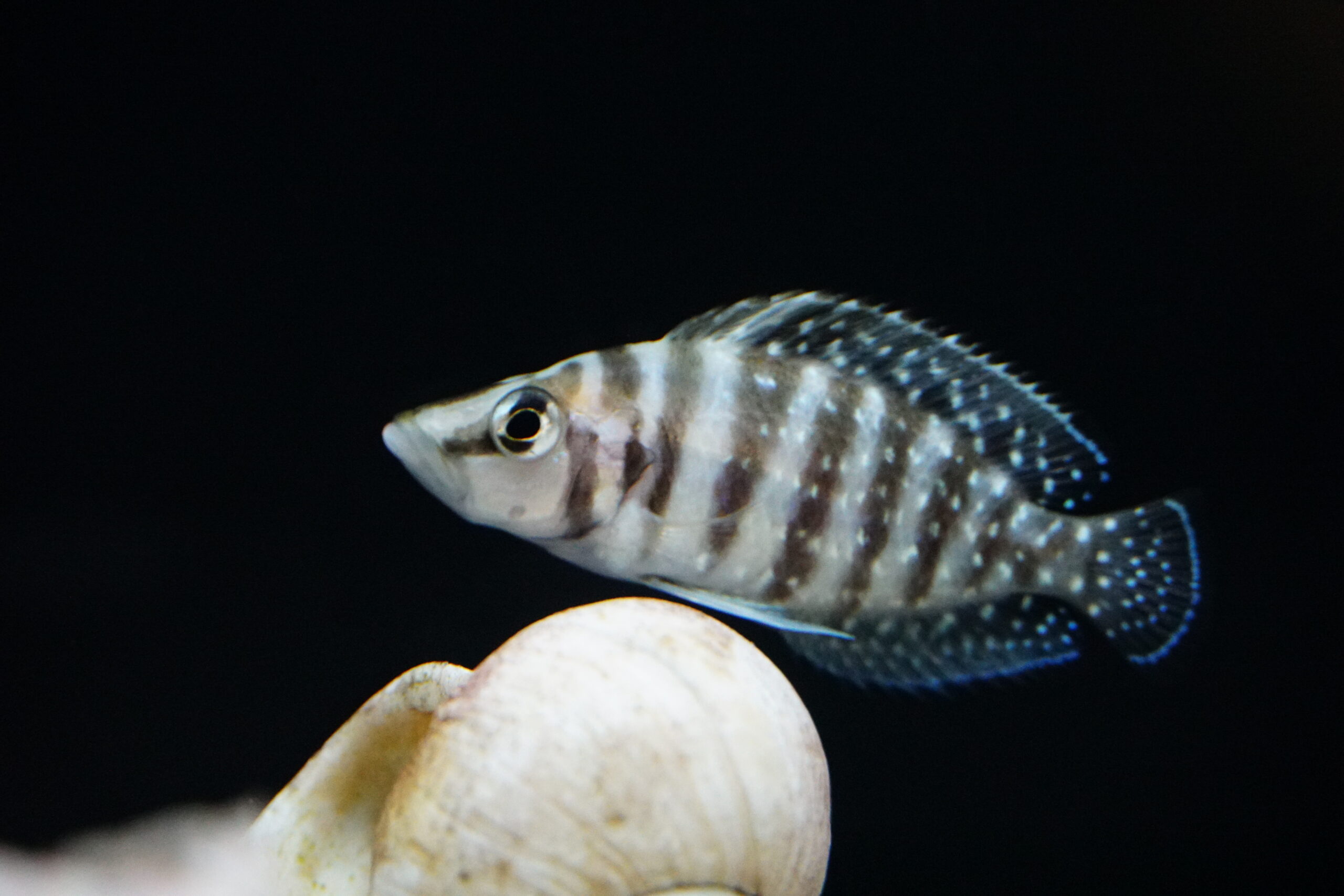 Altolamprologus calvus black - Perlhuhnbuntbarsch