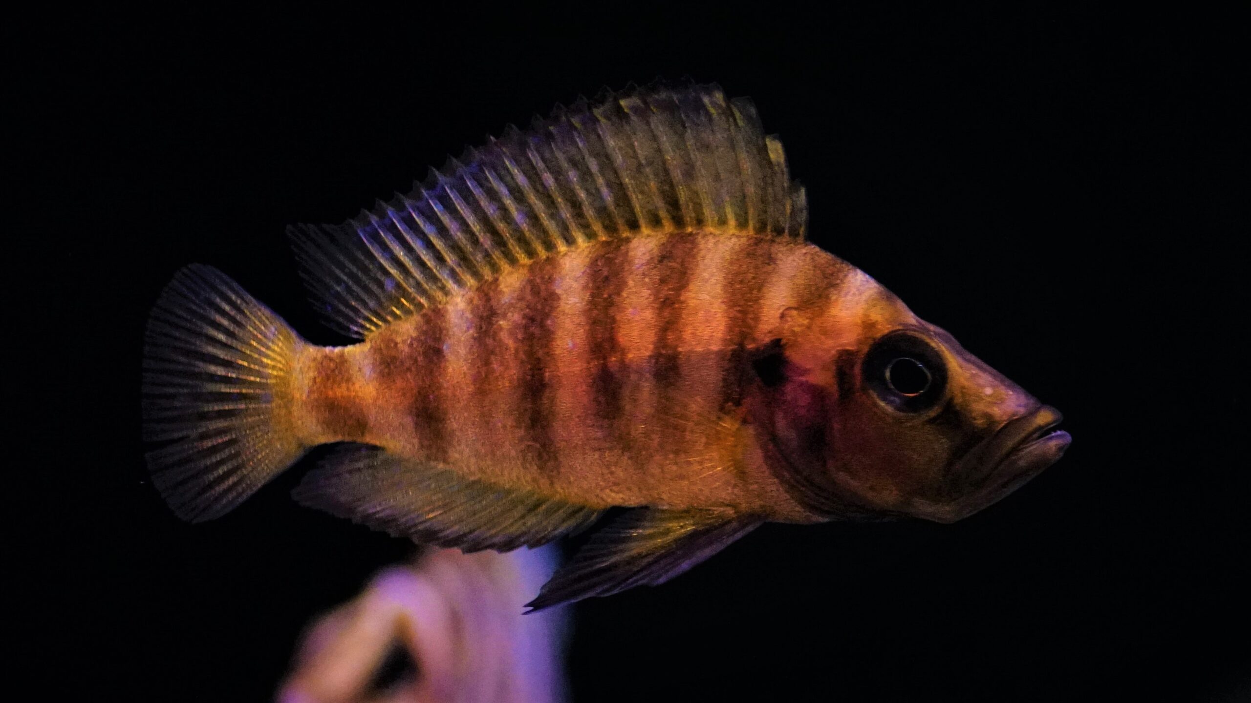 Altolamprologus compressiceps - Nanderbuntbarsch Gelb
