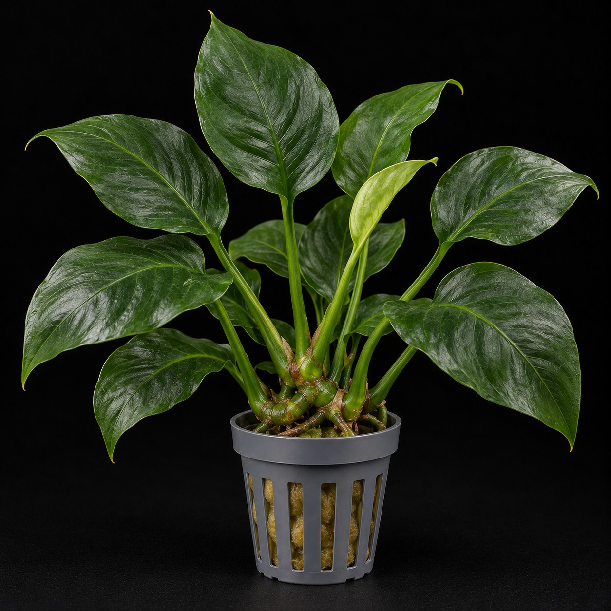 Anubias Barteri