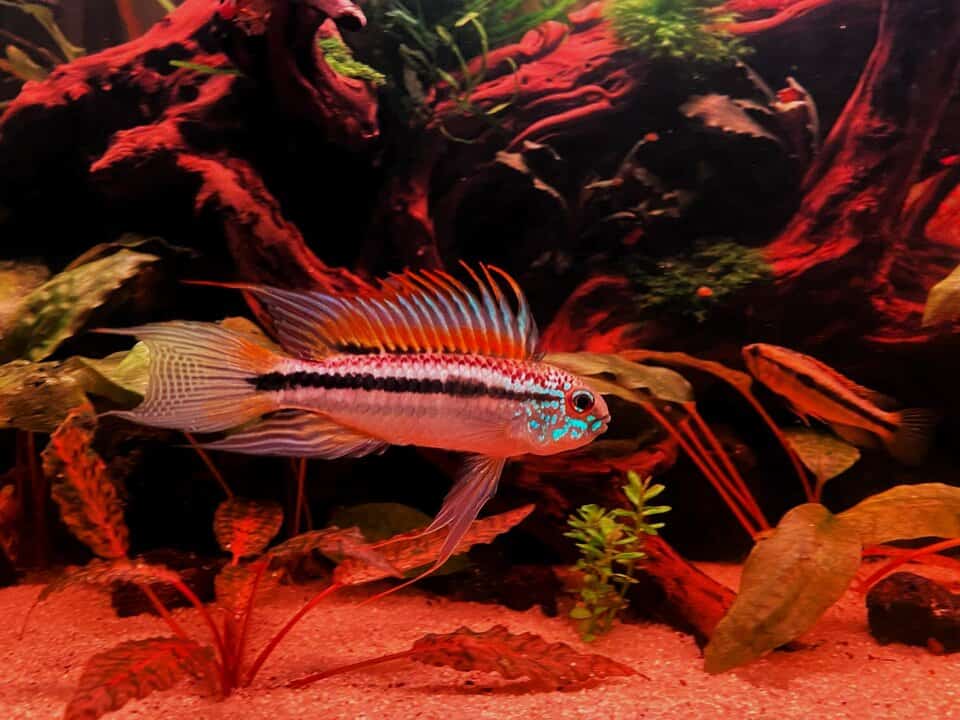 Apistogramma Bitaeniata - Zweistreifen Zwergbuntbarsch – Bild 2