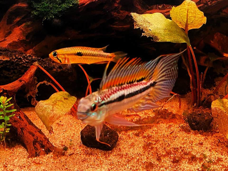 Apistogramma Bitaeniata - Zweistreifen Zwergbuntbarsch – Bild 3