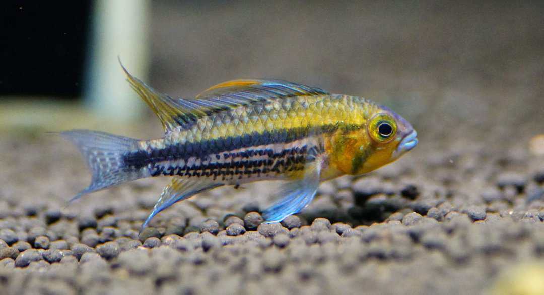 Apistogramma Cacatuoides - Kakadu-Zwergbuntbarsch