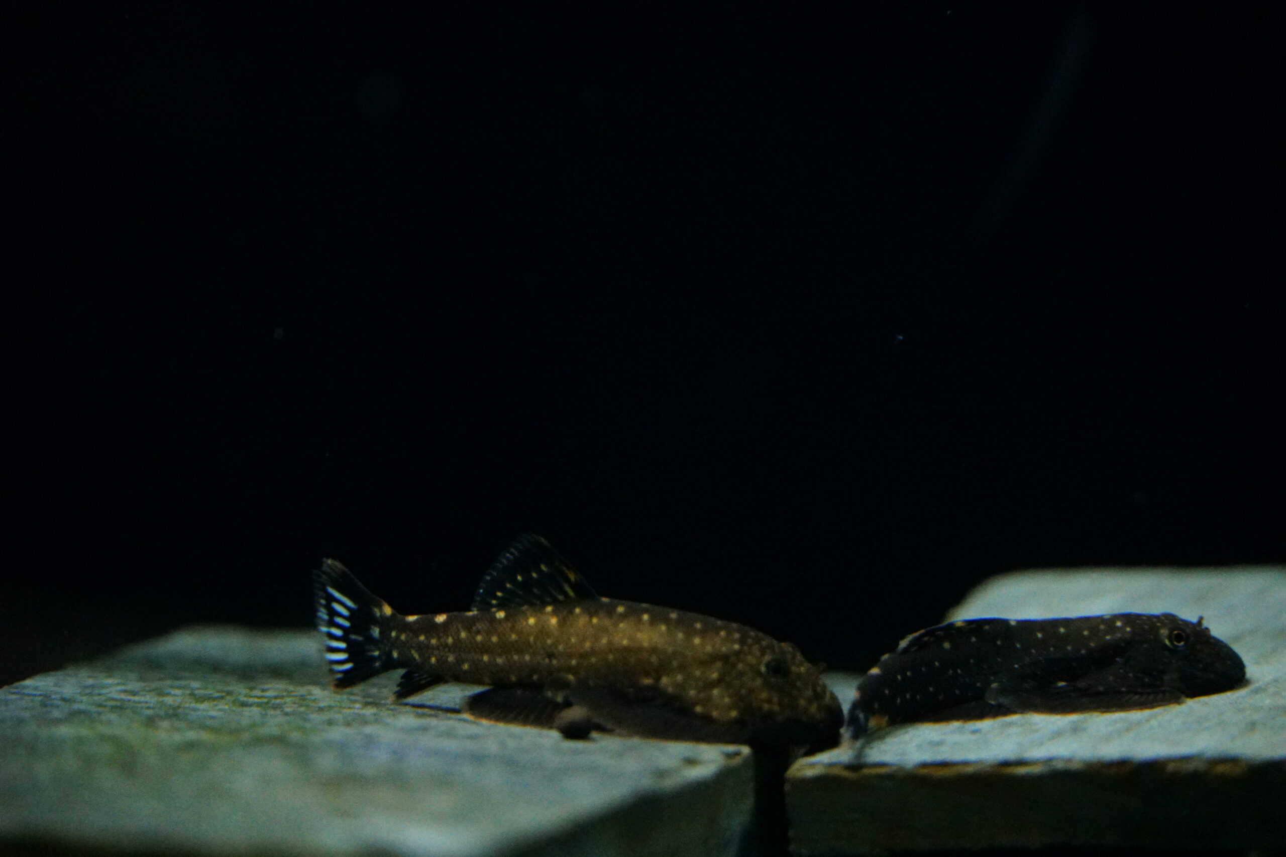 Gastromyzon ctenocephalus - Borneo Flossensauger