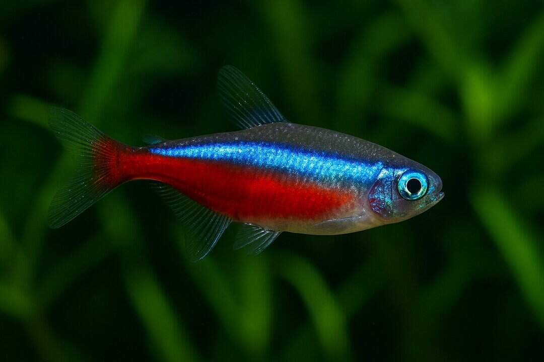Salmler