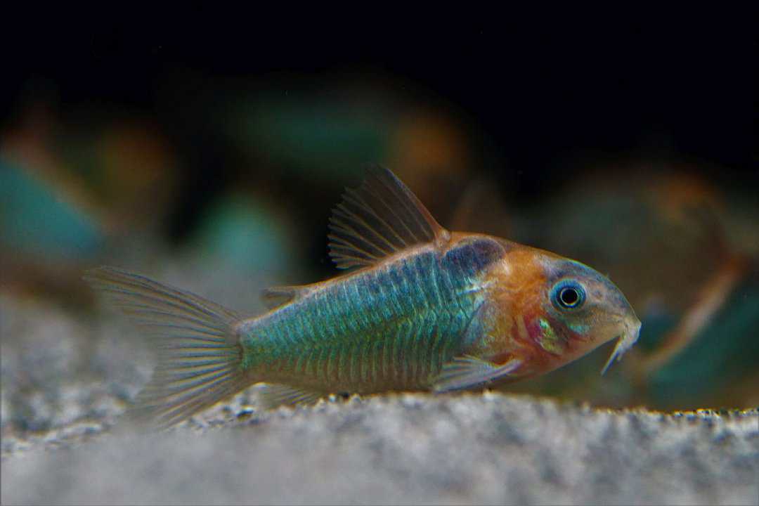 Corydoras Eques - Dreieckspanzerwels