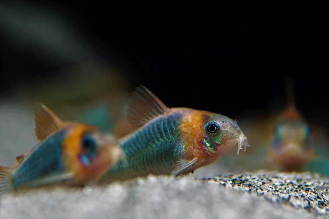 Corydoras Eques - Dreieckspanzerwels – Bild 2