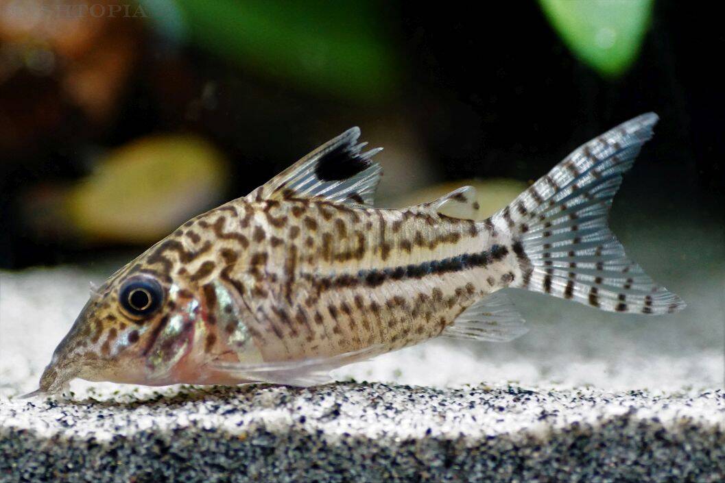 Corydoras leopardus - Leopardpanzerwels – Bild 2