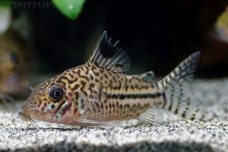 Corydoras leopardus - Leopardpanzerwels