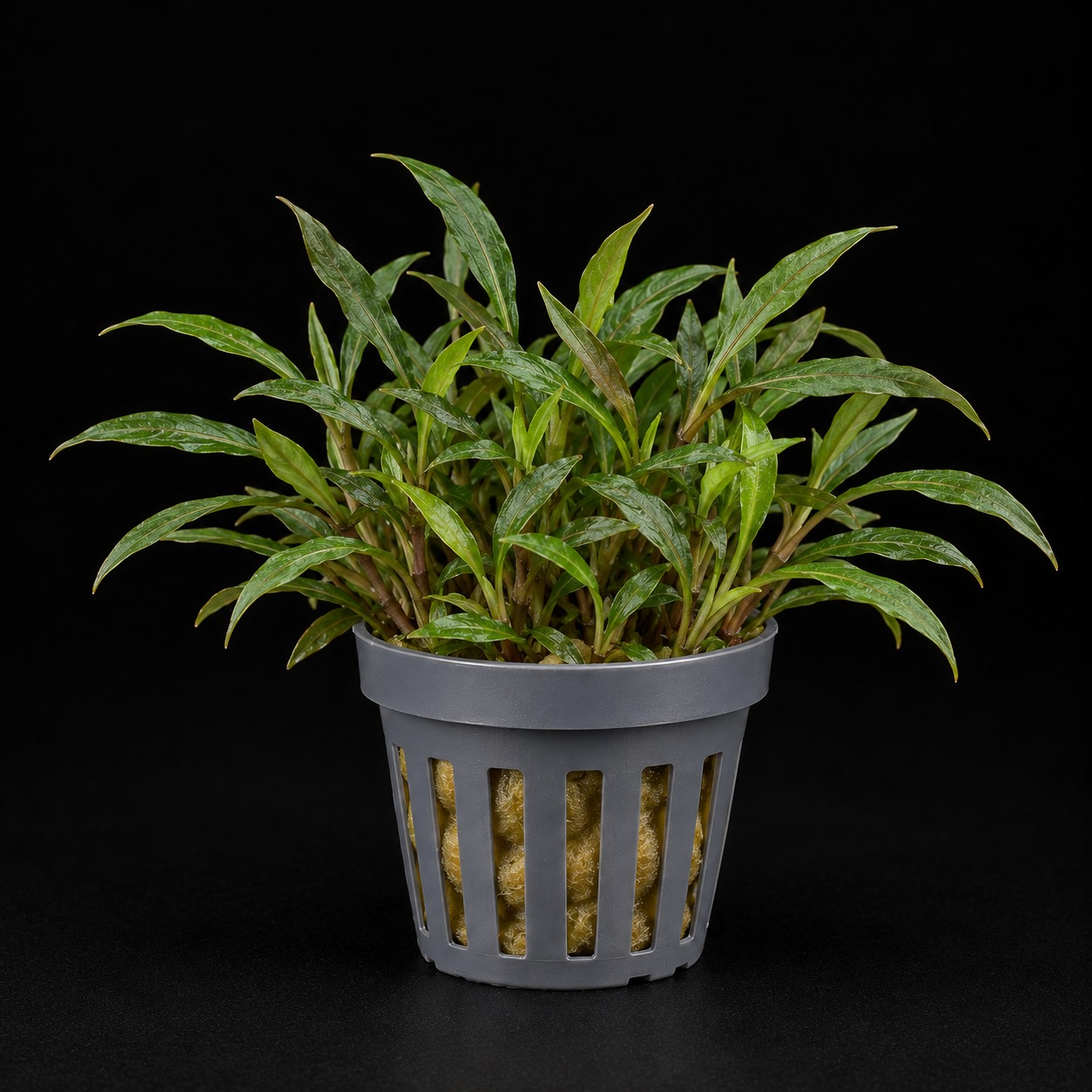 Cryptocoryne parva