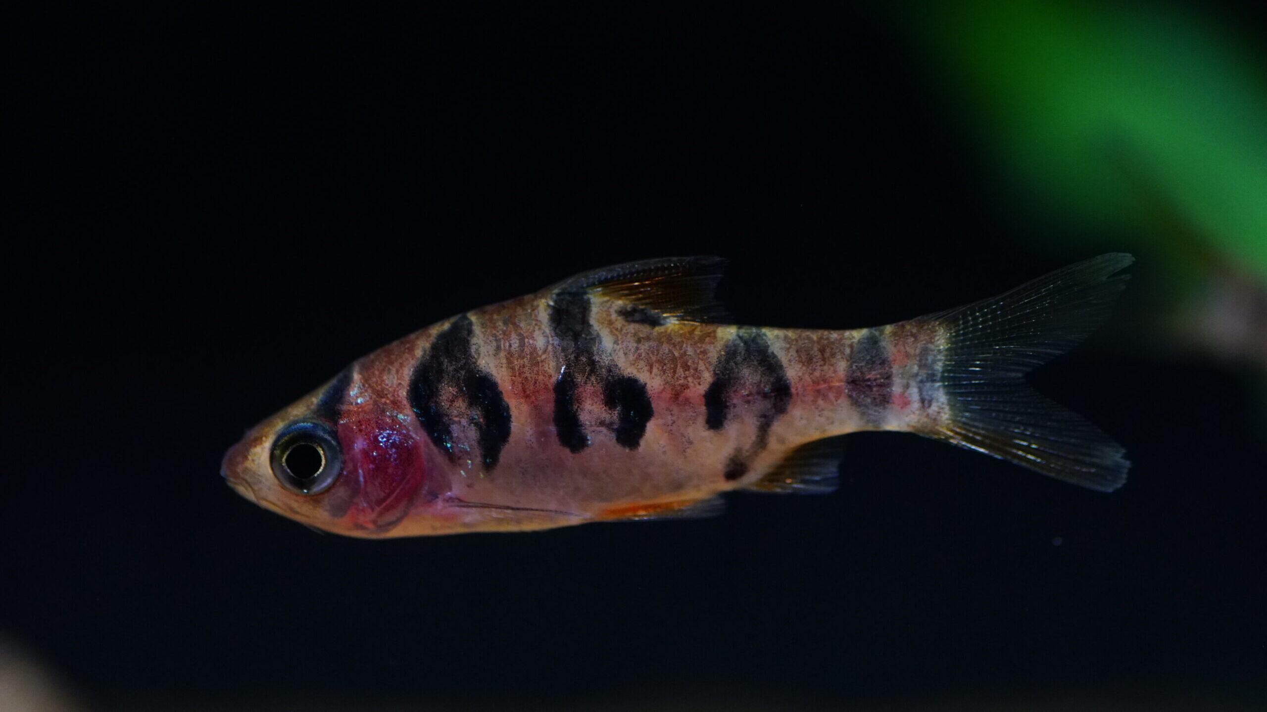 Desmopuntius Rhomboocellatus - Rhombenbarbe