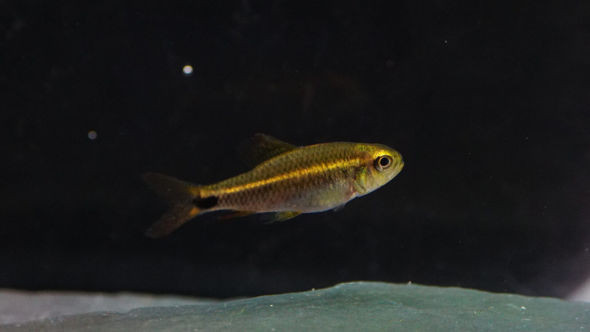 Crenuchus Spilurus - Pracht-Raubsalmler
