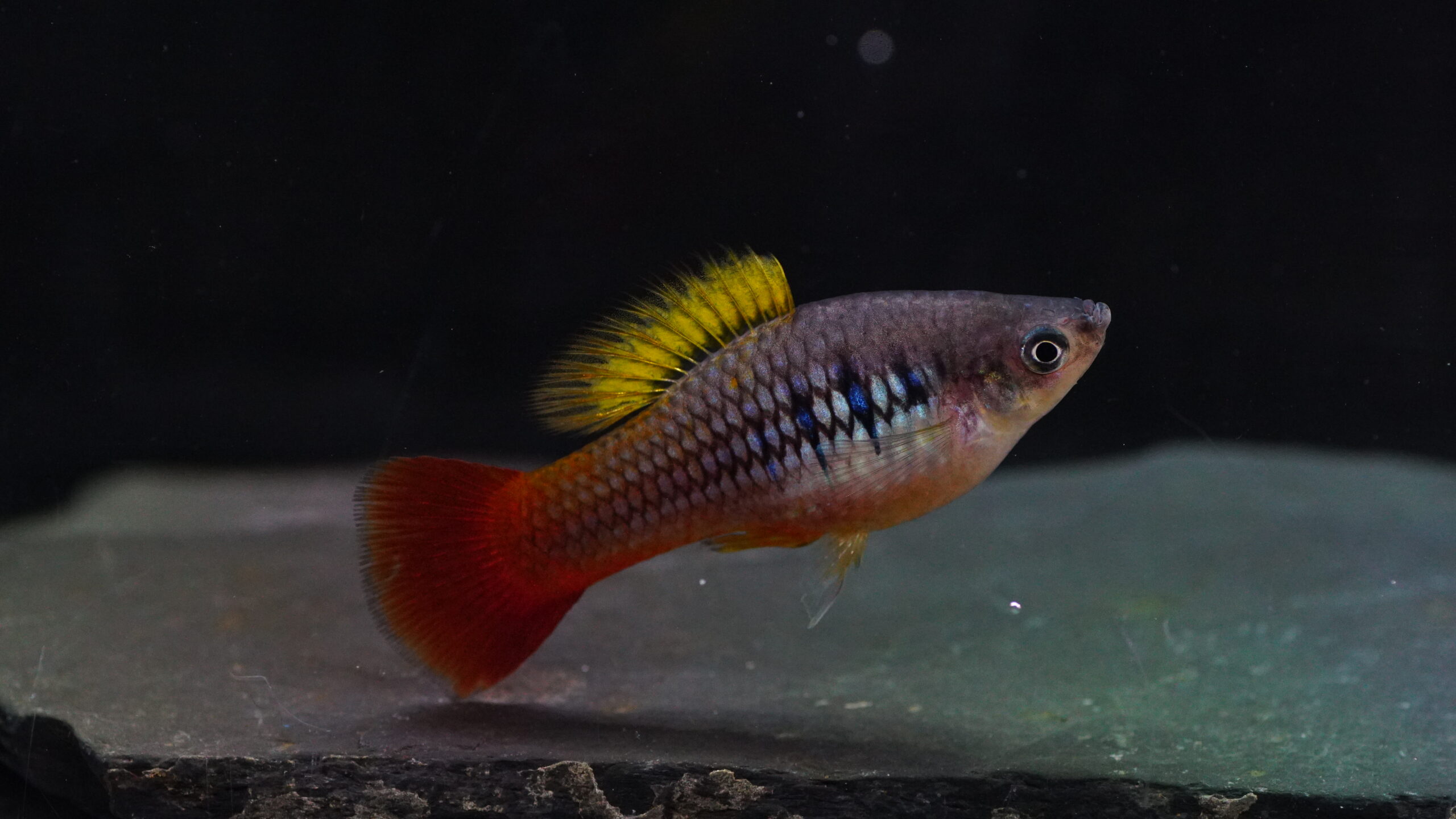 Xiphophorus variatus La Laguna - Platy Typus La Laguna