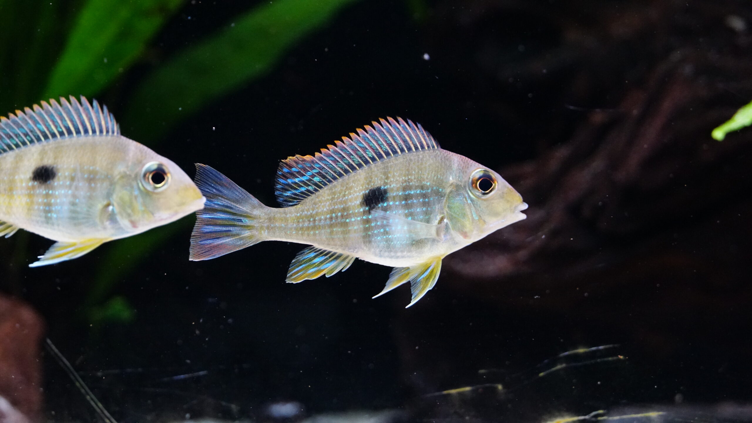 Geophagus sp. Red head tapajo - Rotkopf-Erdfresser – Bild 3