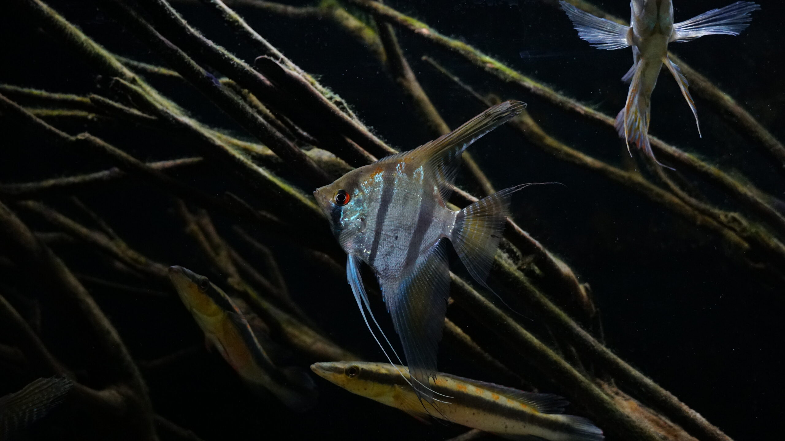 Pterophyllum Scalare "Santa Isabel" - Santa Isabel Skalar – Bild 4