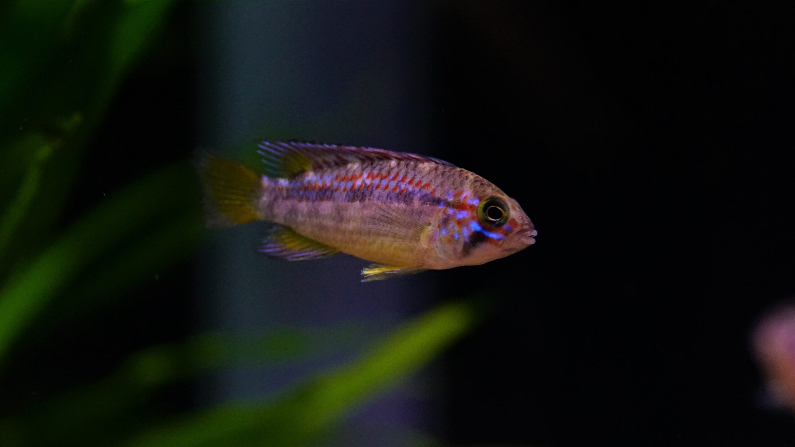 Apistogramma Ortegai - Papagei-Zwergbuntbarsch