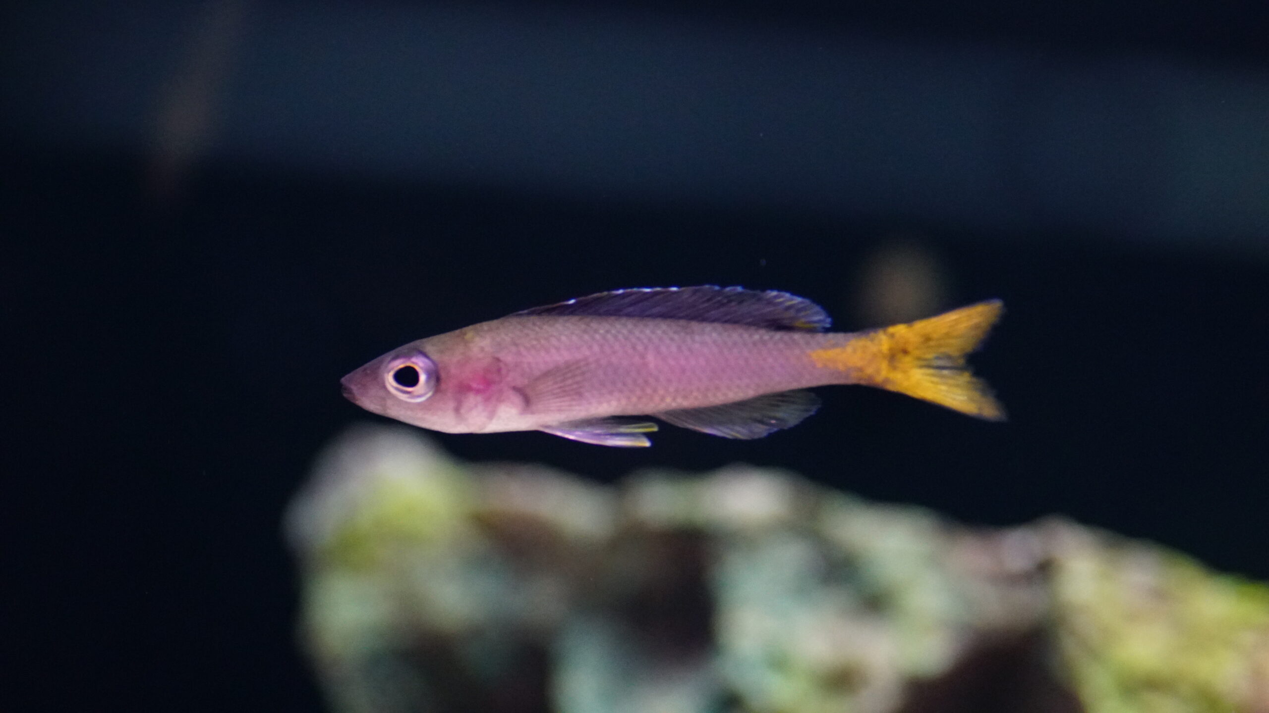 Cyprichromis Leptosoma "Utinta" - Blauer Heringscichlide