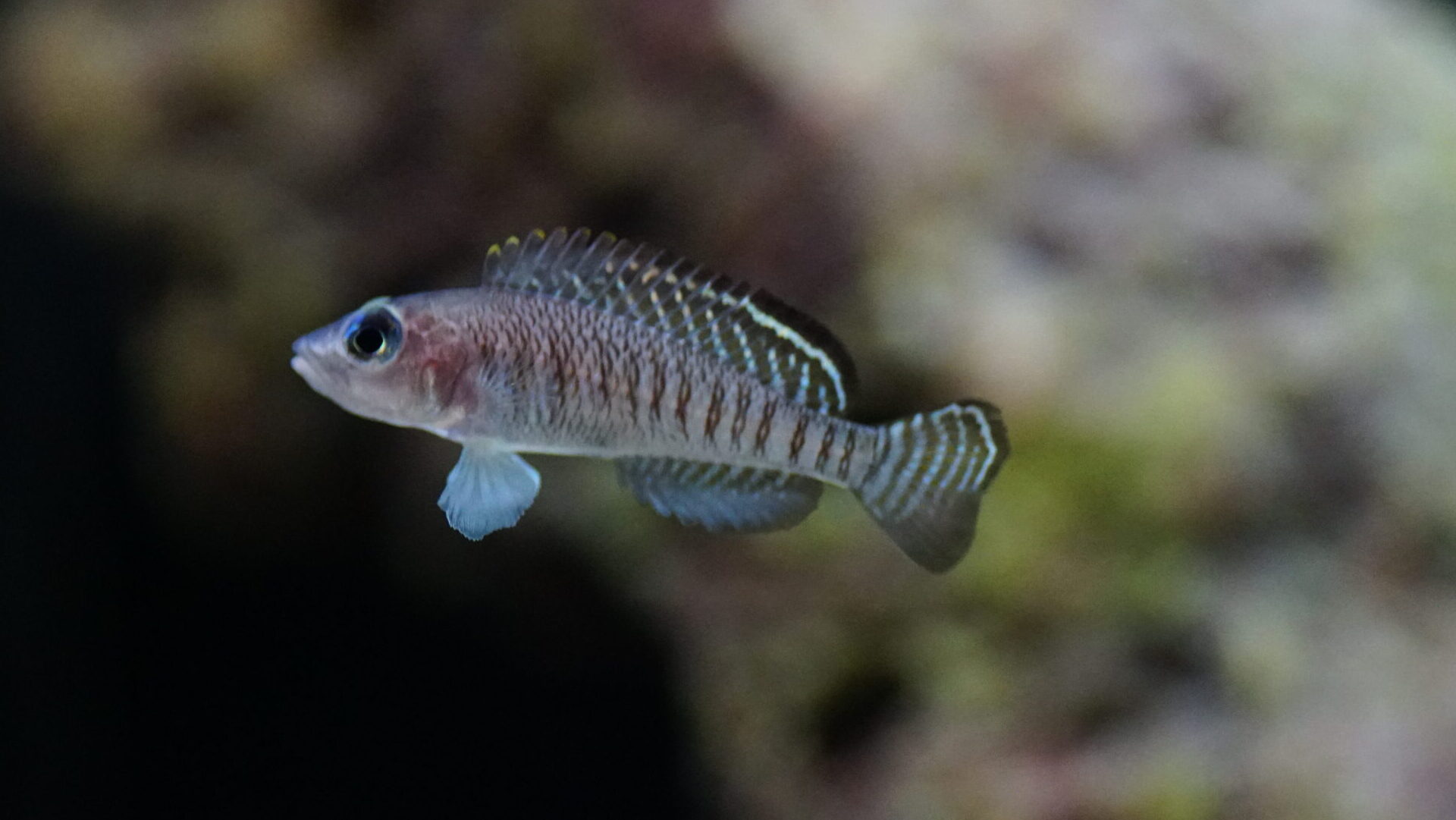 Lamprologus signatus - Vielfachgebänderter-Buntbarsch
