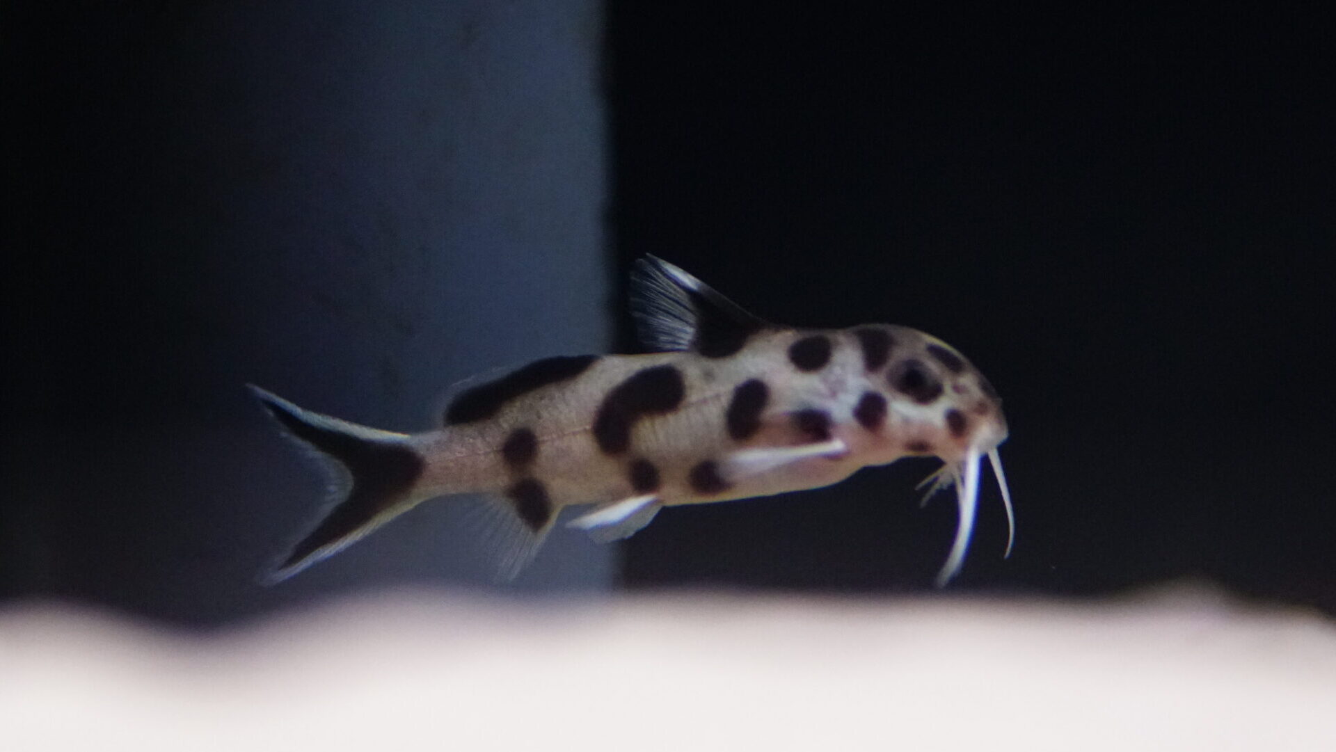Synodontis sp. Polli White