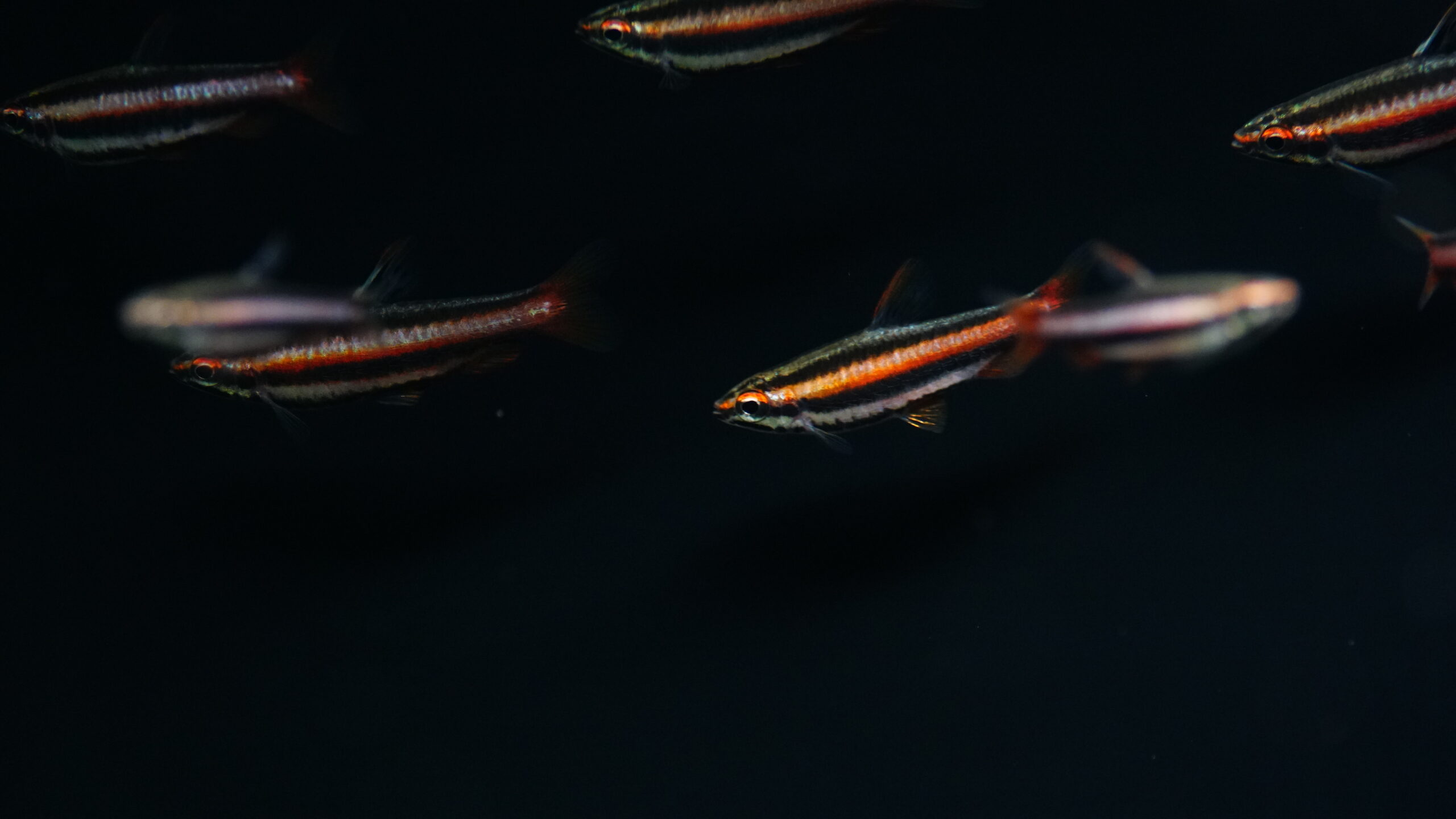 Nannostomus Mortenthaleri - Purpurziersalmler – Bild 3