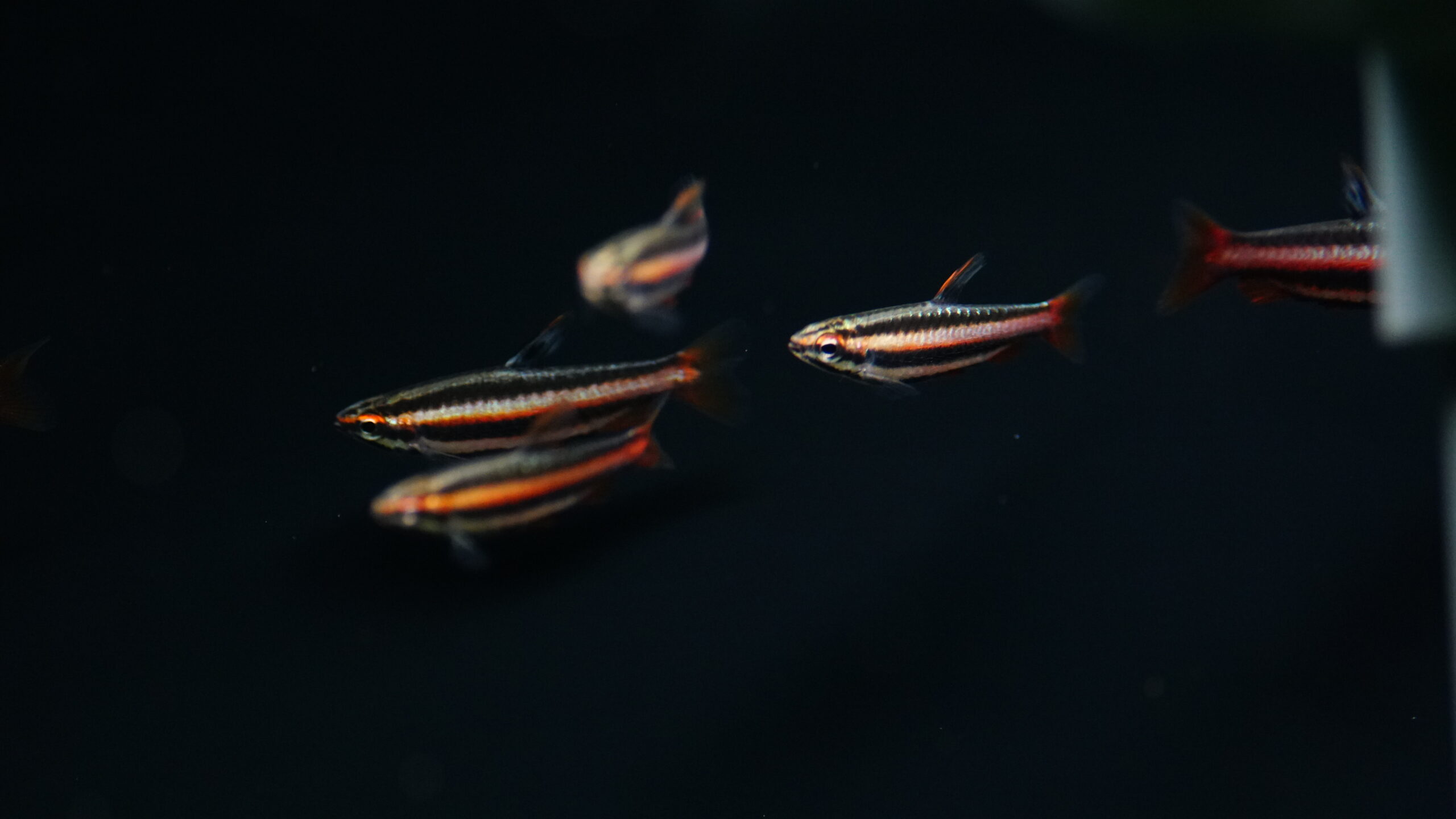 Nannostomus Mortenthaleri - Purpurziersalmler – Bild 4