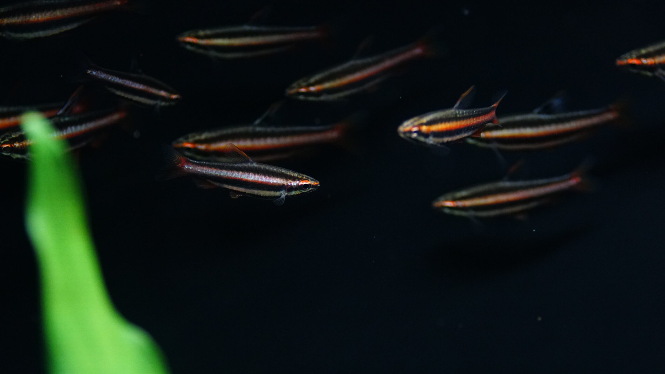 Nannostomus Mortenthaleri - Purpurziersalmler – Bild 2