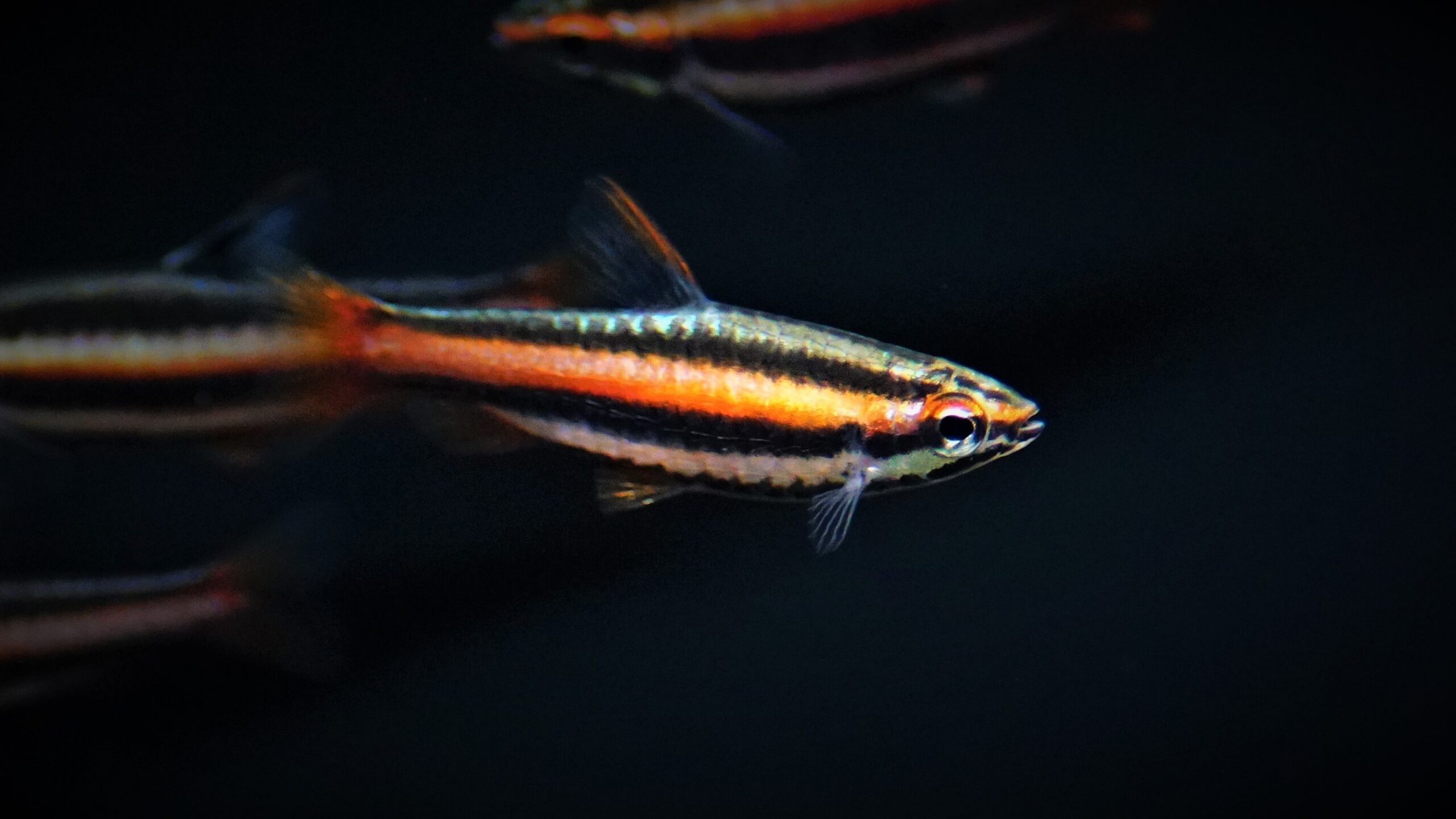 Nannostomus Mortenthaleri  - Purpurziersalmler