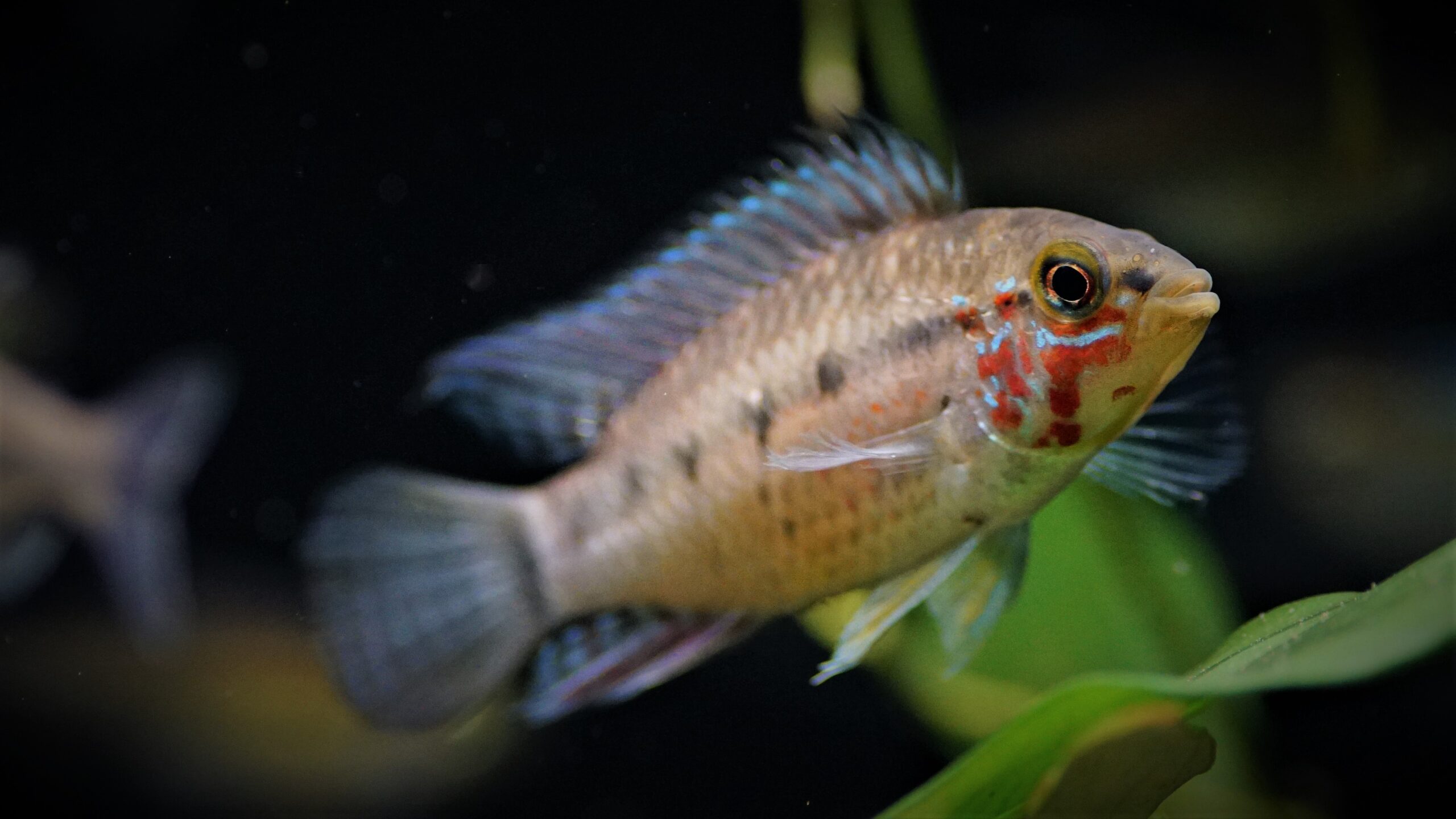Apistogramma Paulmuelleri  - Masken-Zwergbuntbarsch