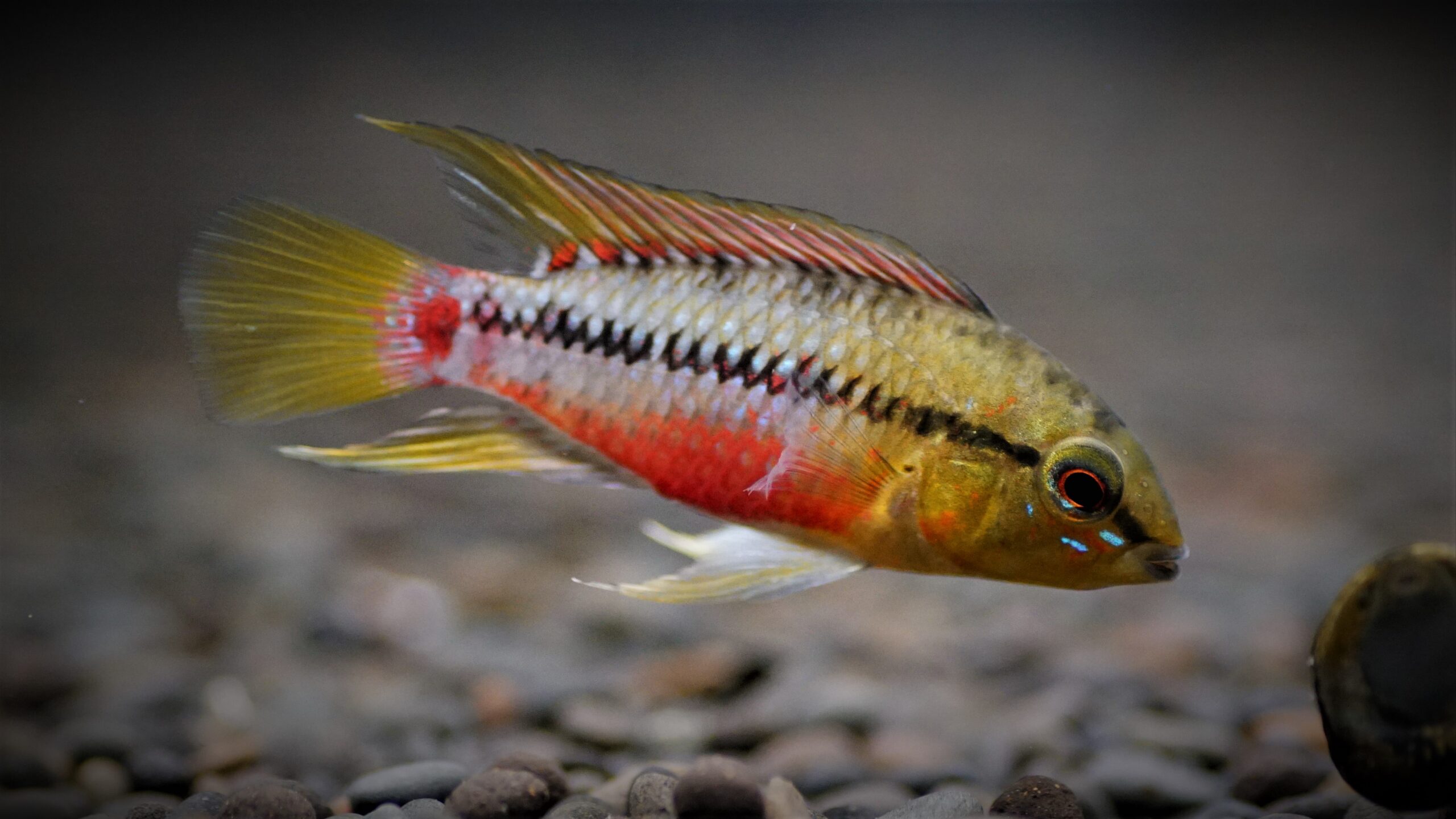 Apistogramma hongsloi - Rotstrich-Zwergbuntbarsch