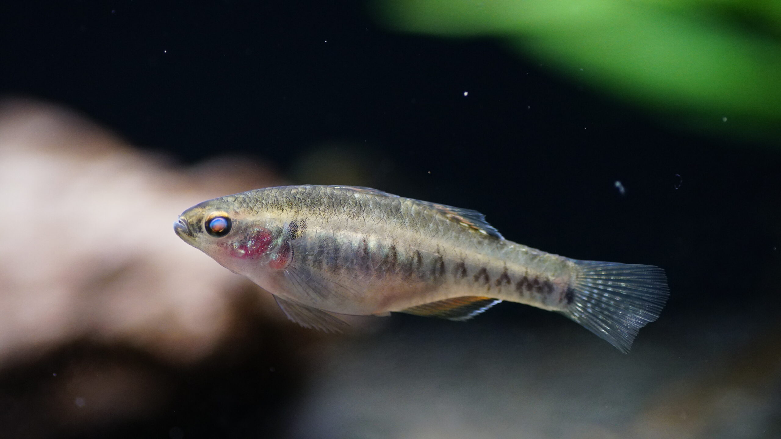 Hypseleotris Compressa - Rote Kaisergrundel – Bild 3