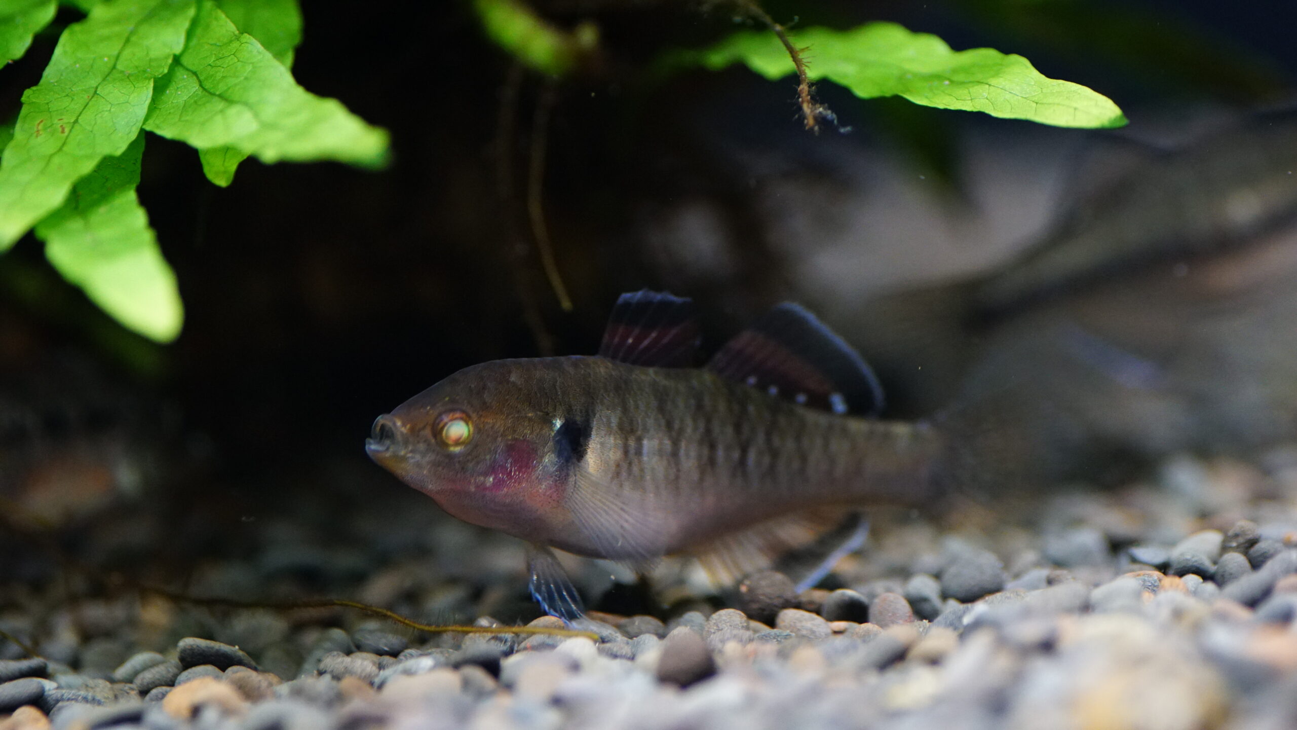 Hypseleotris Compressa - Rote Kaisergrundel – Bild 4