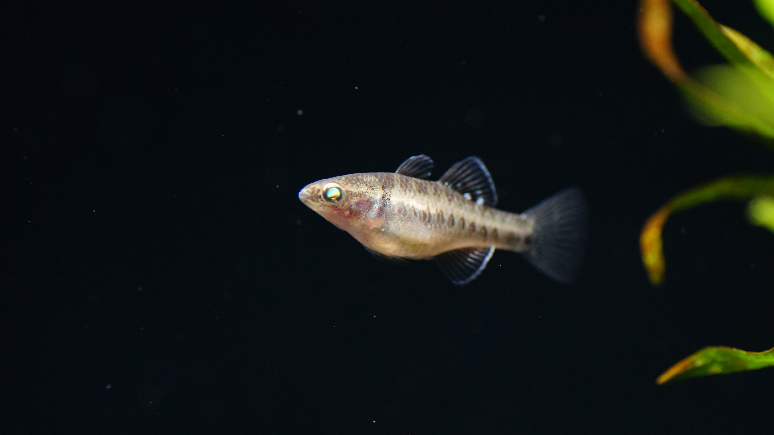 Hypseleotris Compressa - Rote Kaisergrundel – Bild 2