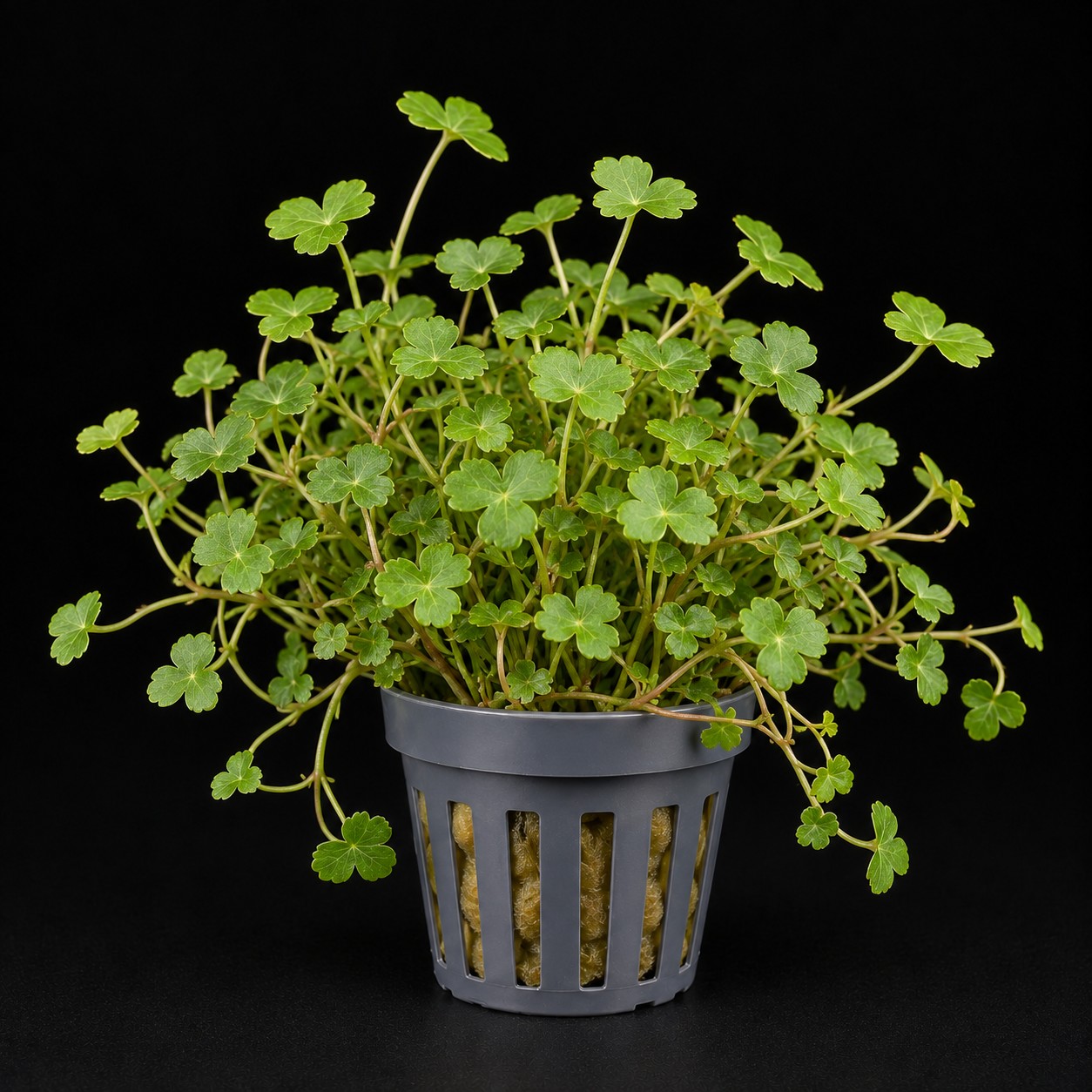 Hydrocotyle tripartita