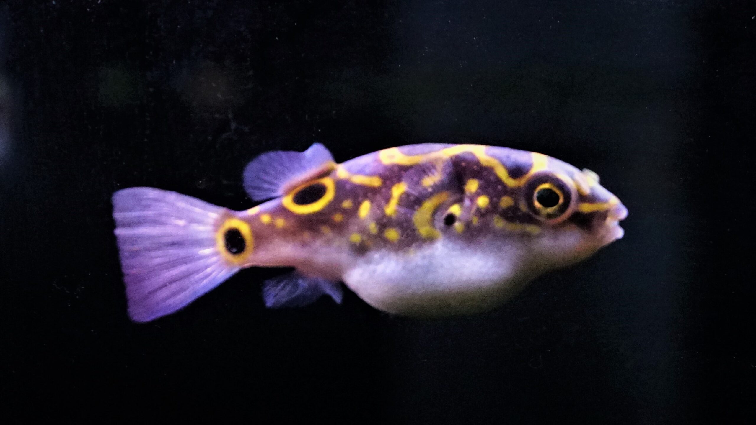 Dichotomyctere Ocellatus - Figure 8 Kugelfisch