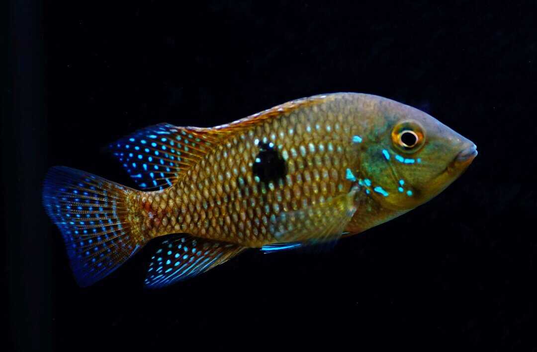 Geophagus Brasiliensis - Brasil-Perlmutt-Buntbarsch – Bild 3