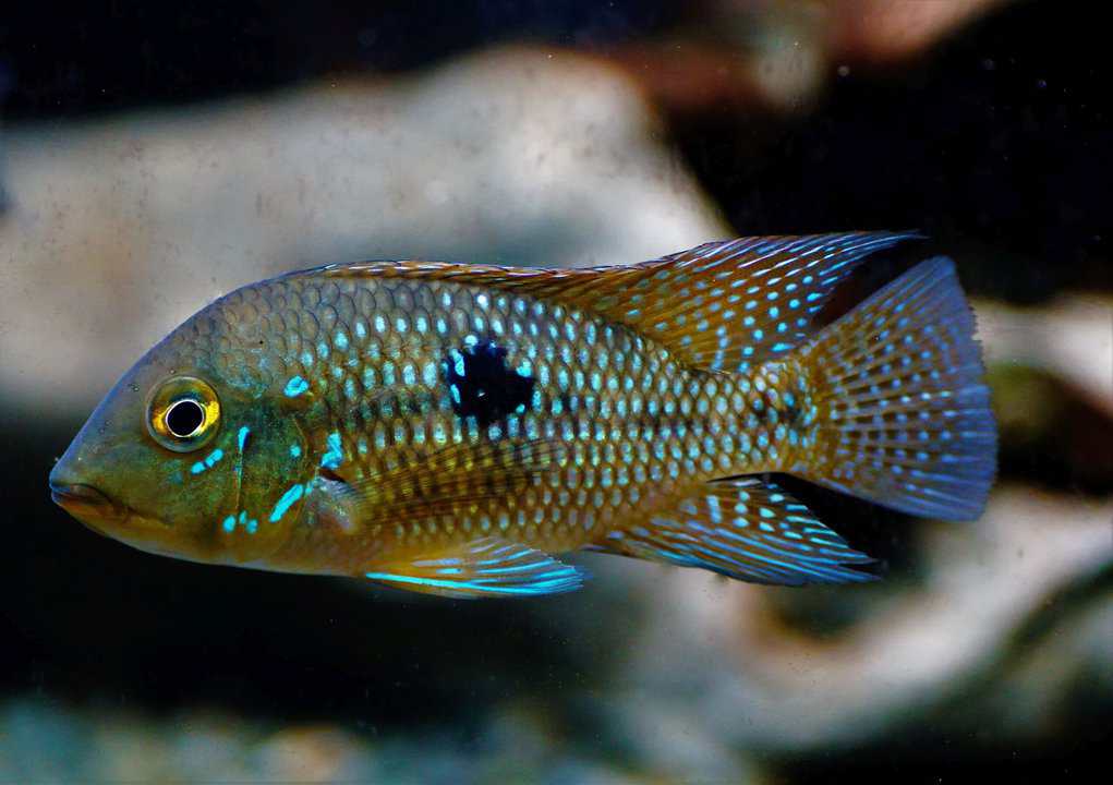 Geophagus Brasiliensis - Brasil-Perlmutt-Buntbarsch – Bild 2