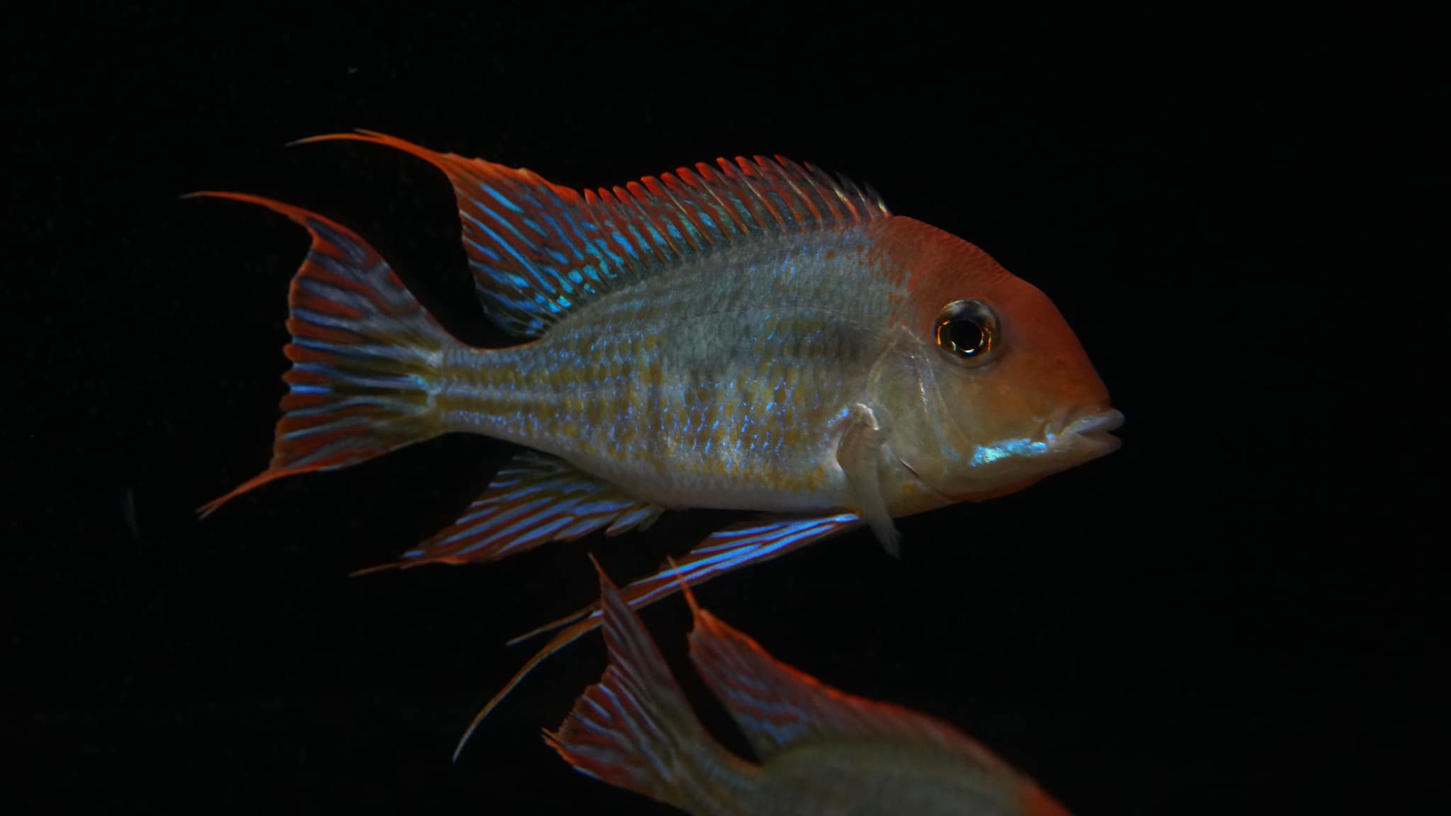 Geophagus sp. Red head tapajo - Rotkopf-Erdfresser