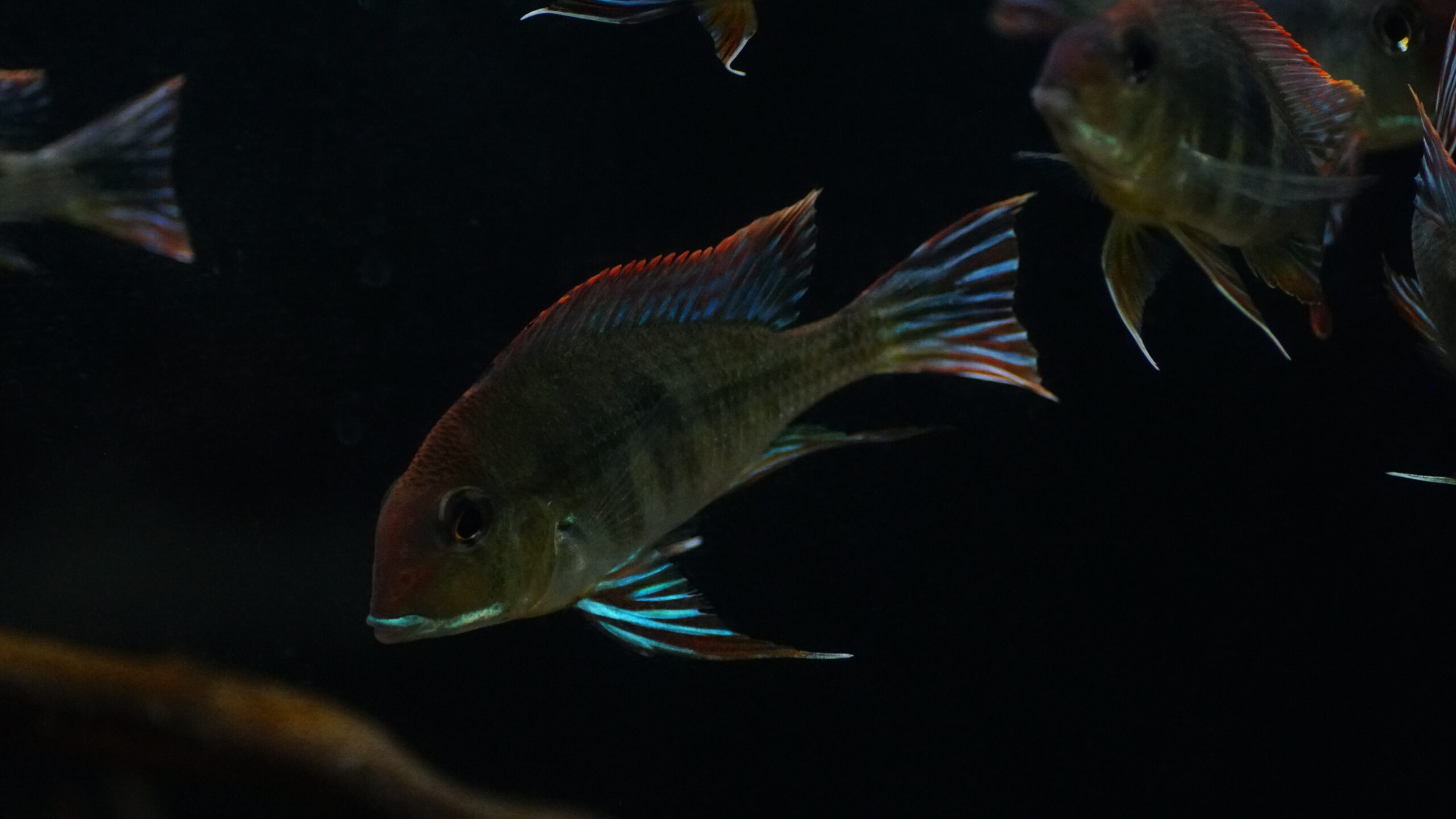 Geophagus sp. Red head tapajo - Rotkopf-Erdfresser – Bild 2