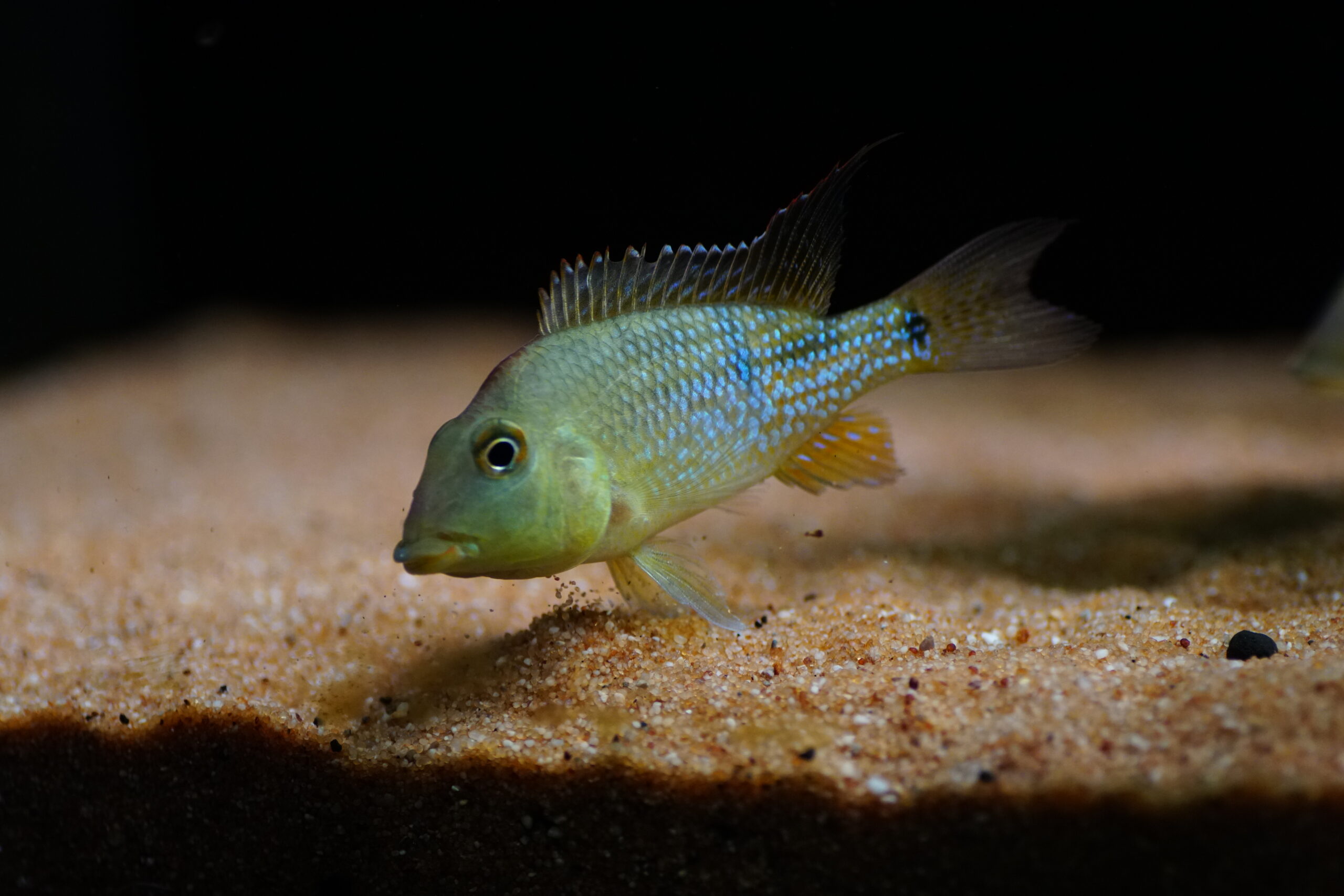 Geophagus steindachneri - Rothauben-Erdfresser