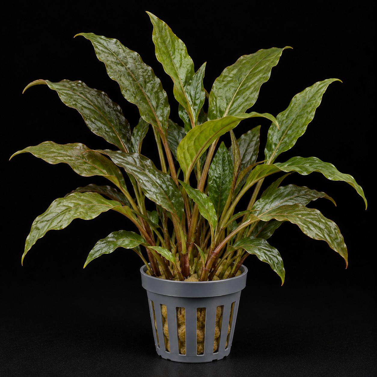 Cryptocoryne wendtii 'Green'