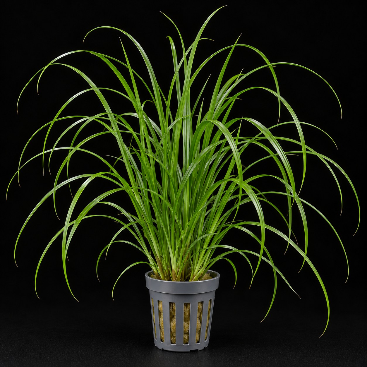 Cyperus helferi