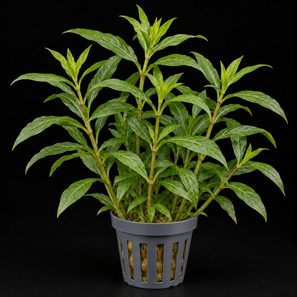 Hygrophila corymbosa 'Siamensis'