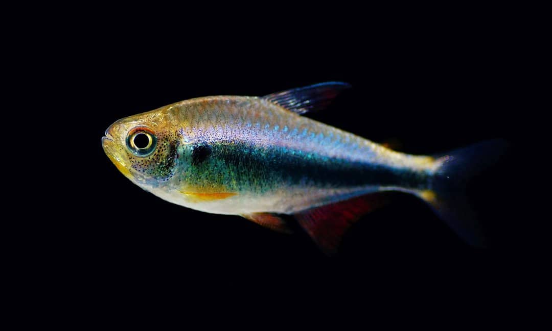 Hyphessobrycon Margitae - Rot-Blauer Perusalmler – Bild 2