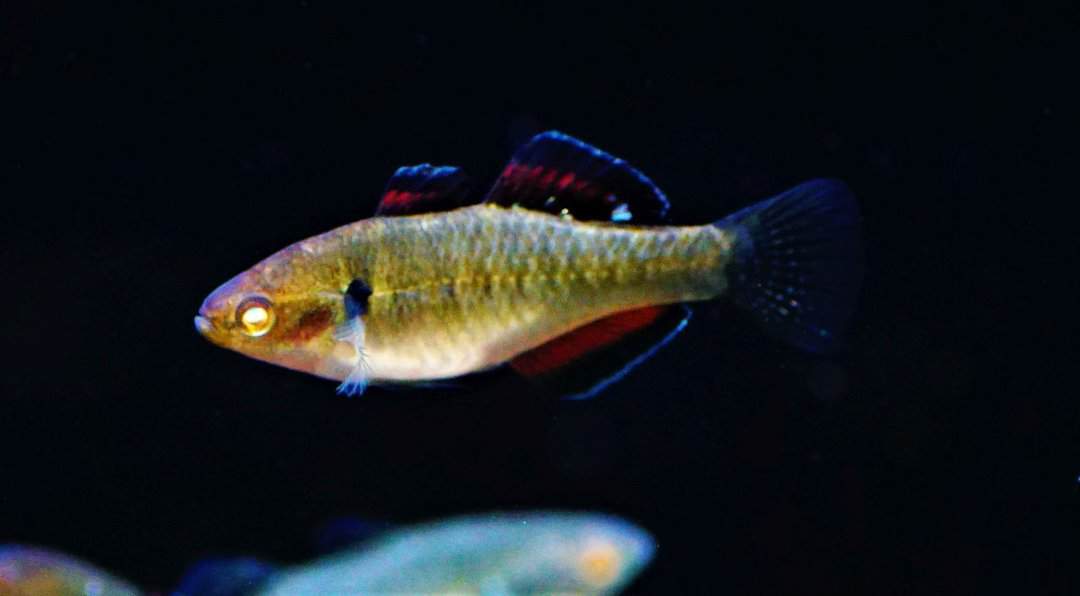 Hypseleotris Compressa - Rote Kaisergrundel – Bild 5