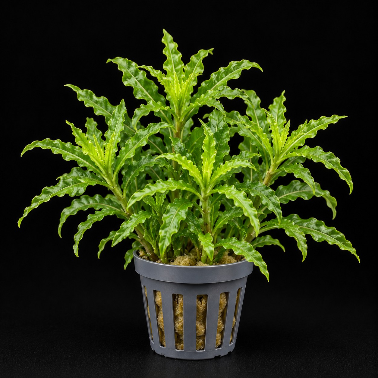 Pogostemon helferi