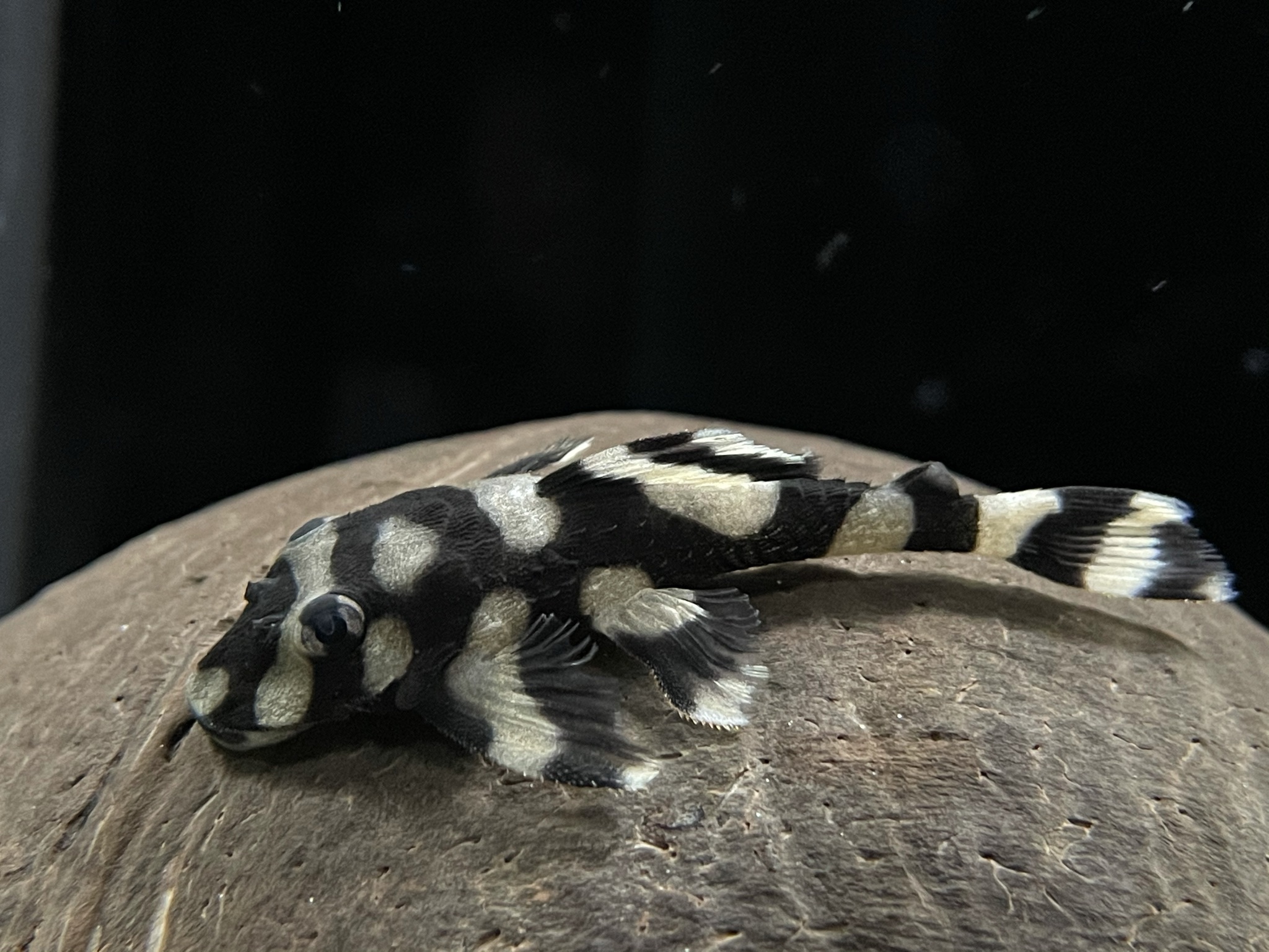 L168 Dekeyseria Brachyura - Butterfly Pleco 7-10cm