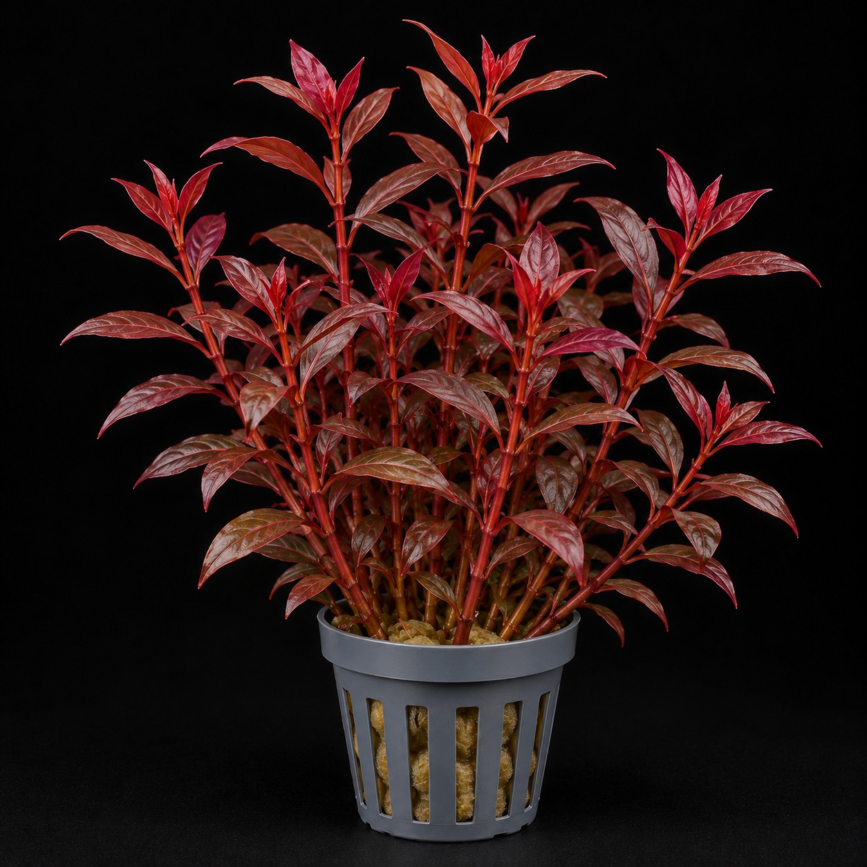Ludwigia palustris