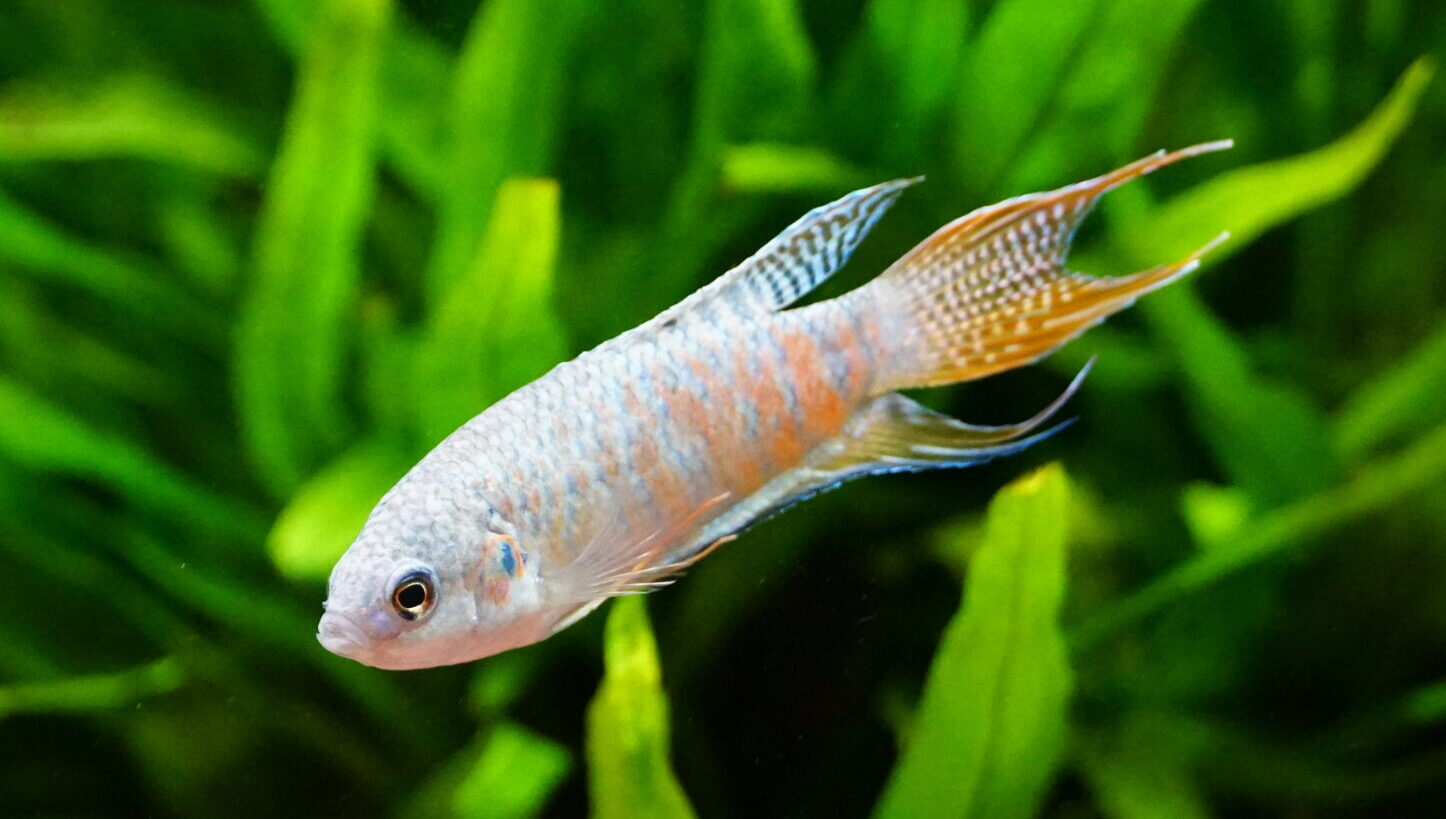 Macropous opercularis - Paradiesfisch