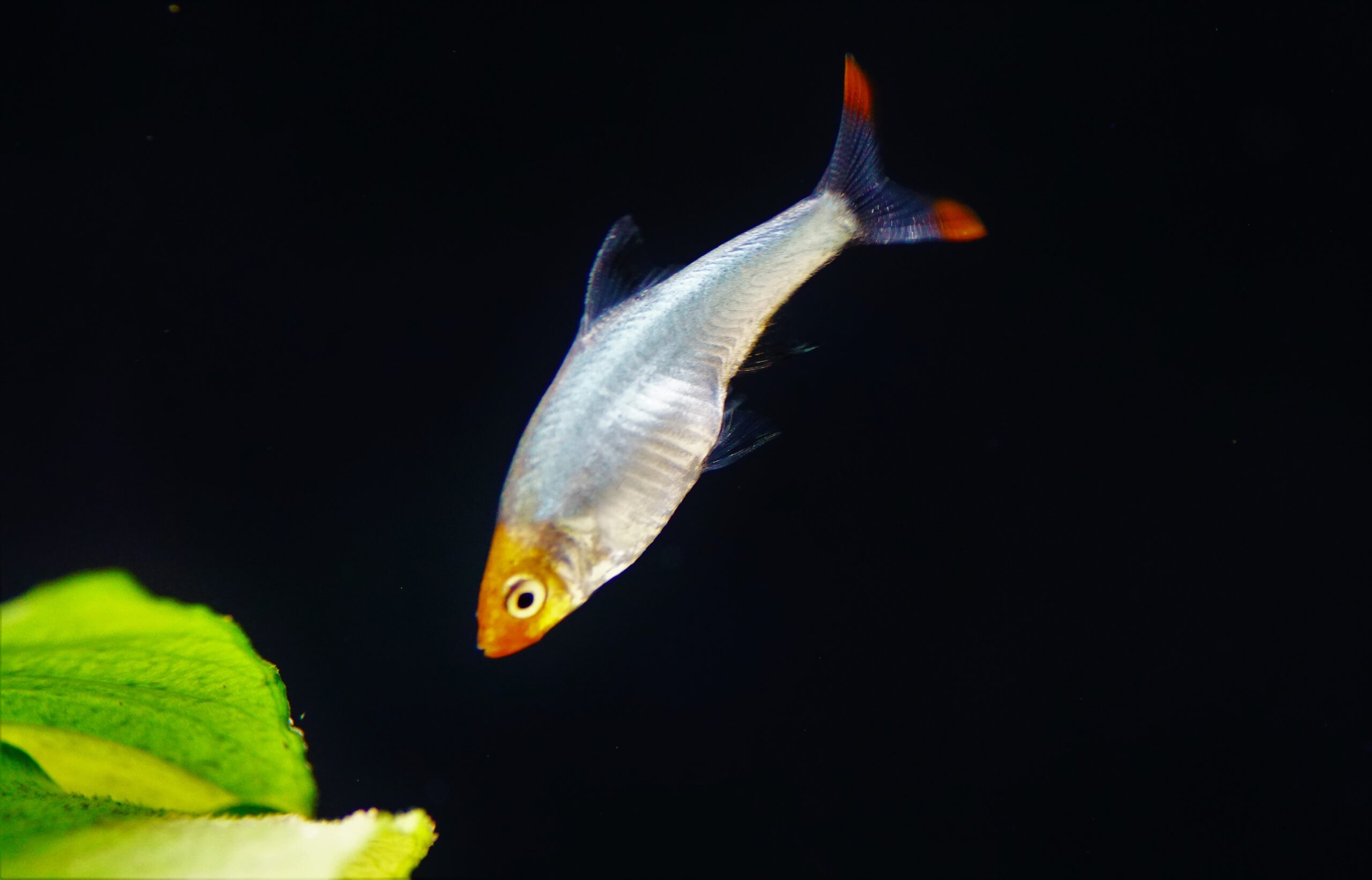 Sawbwa Resplendens - Nacktlaube